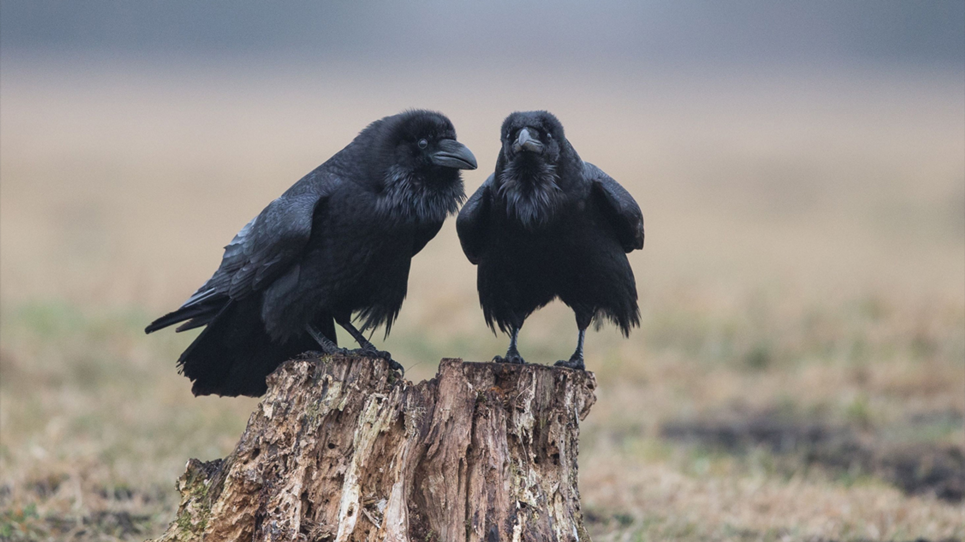 raven_gerkevisser