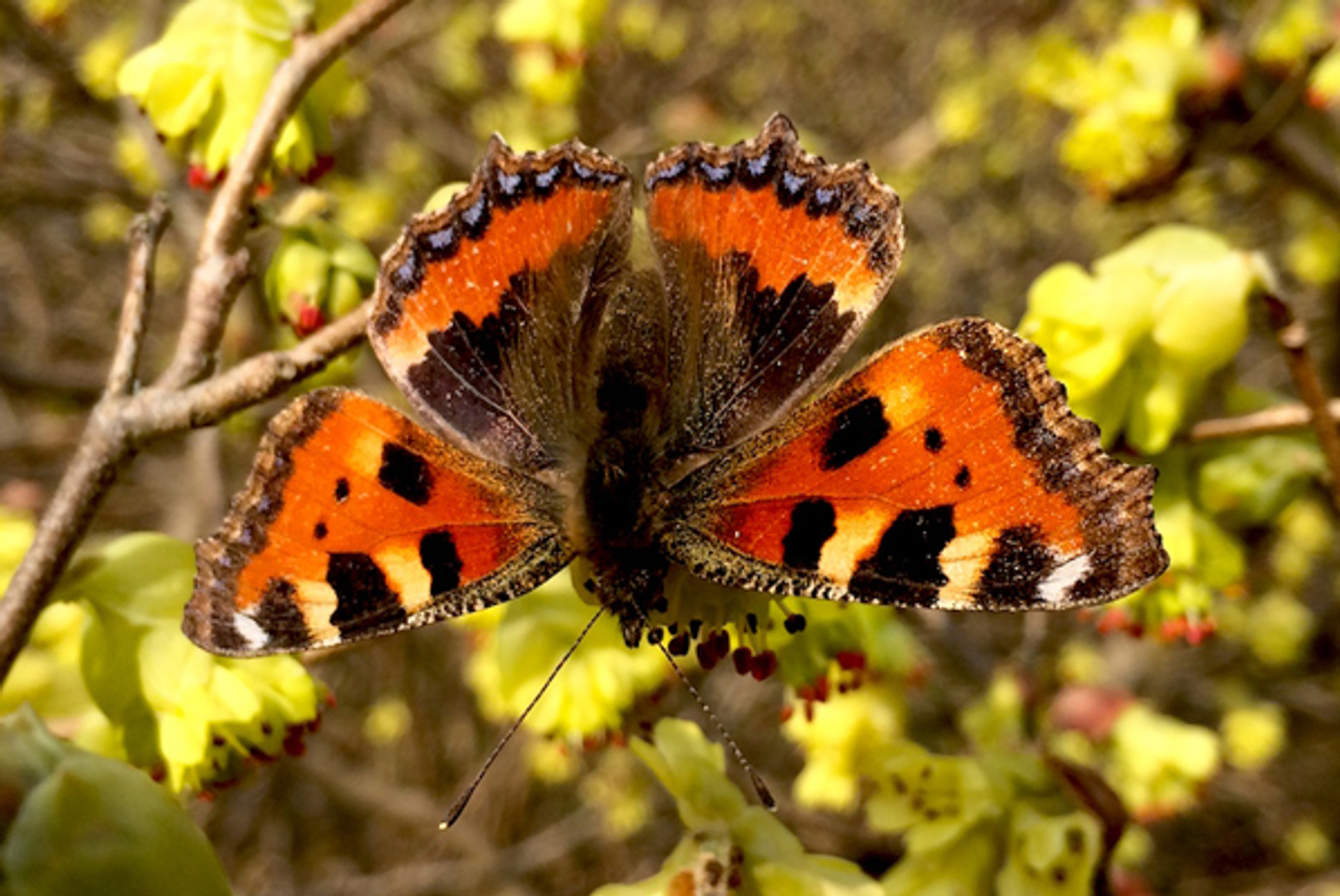 kleinevos_hennyradstaak