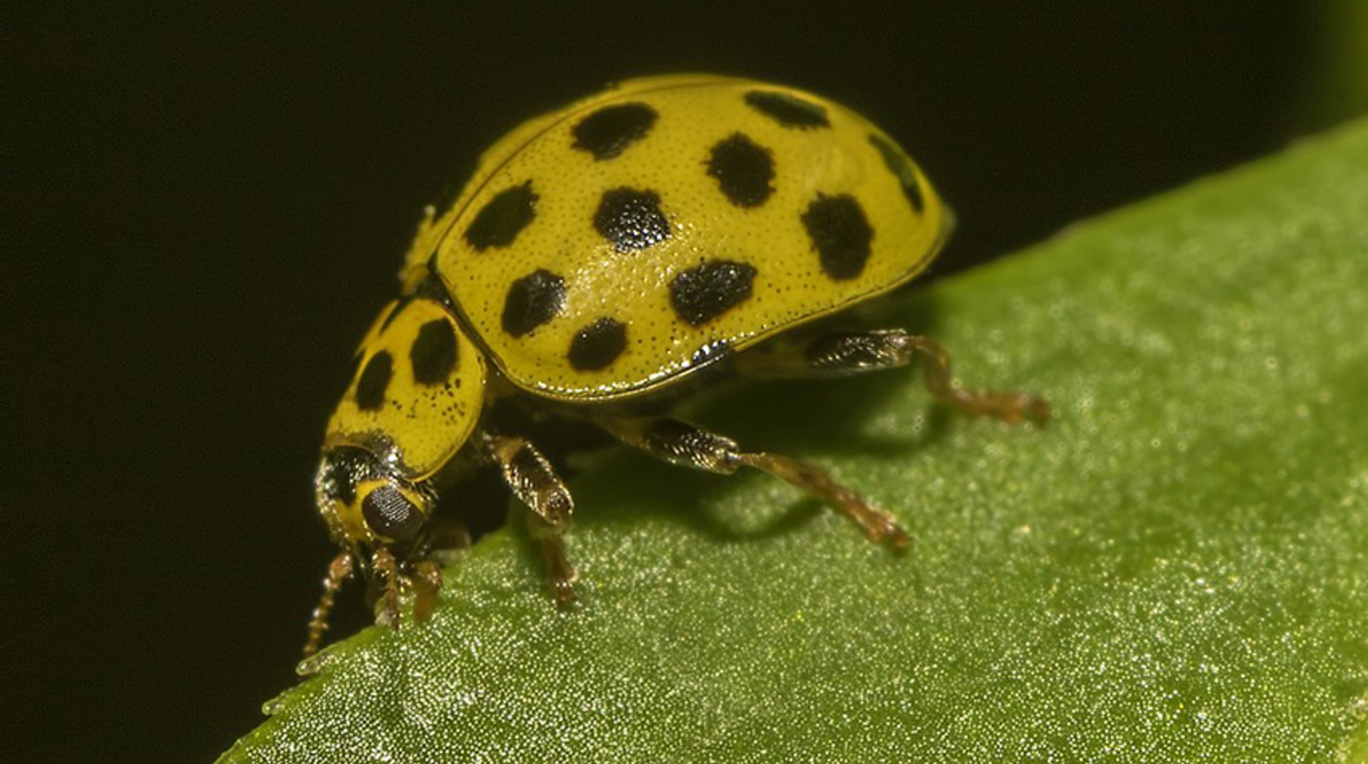 LHB Citroen_JancoGrave klein