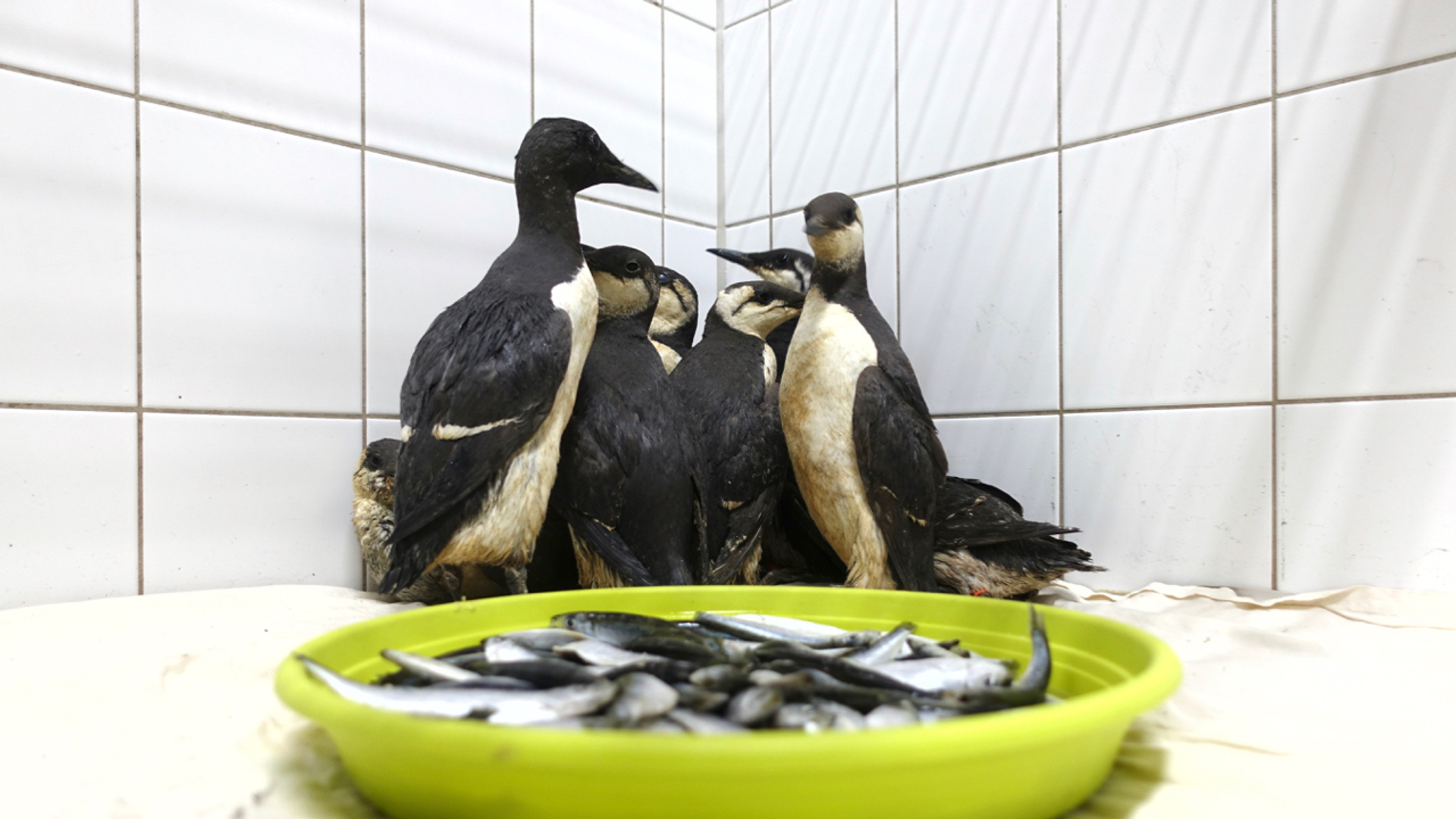 Zeekoeten Fugelhelling