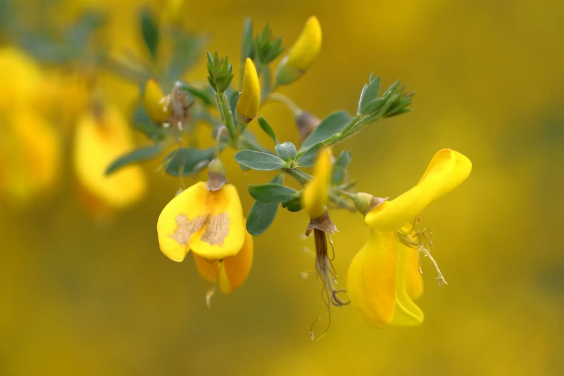 brem_6065d2ebe4d45_medium