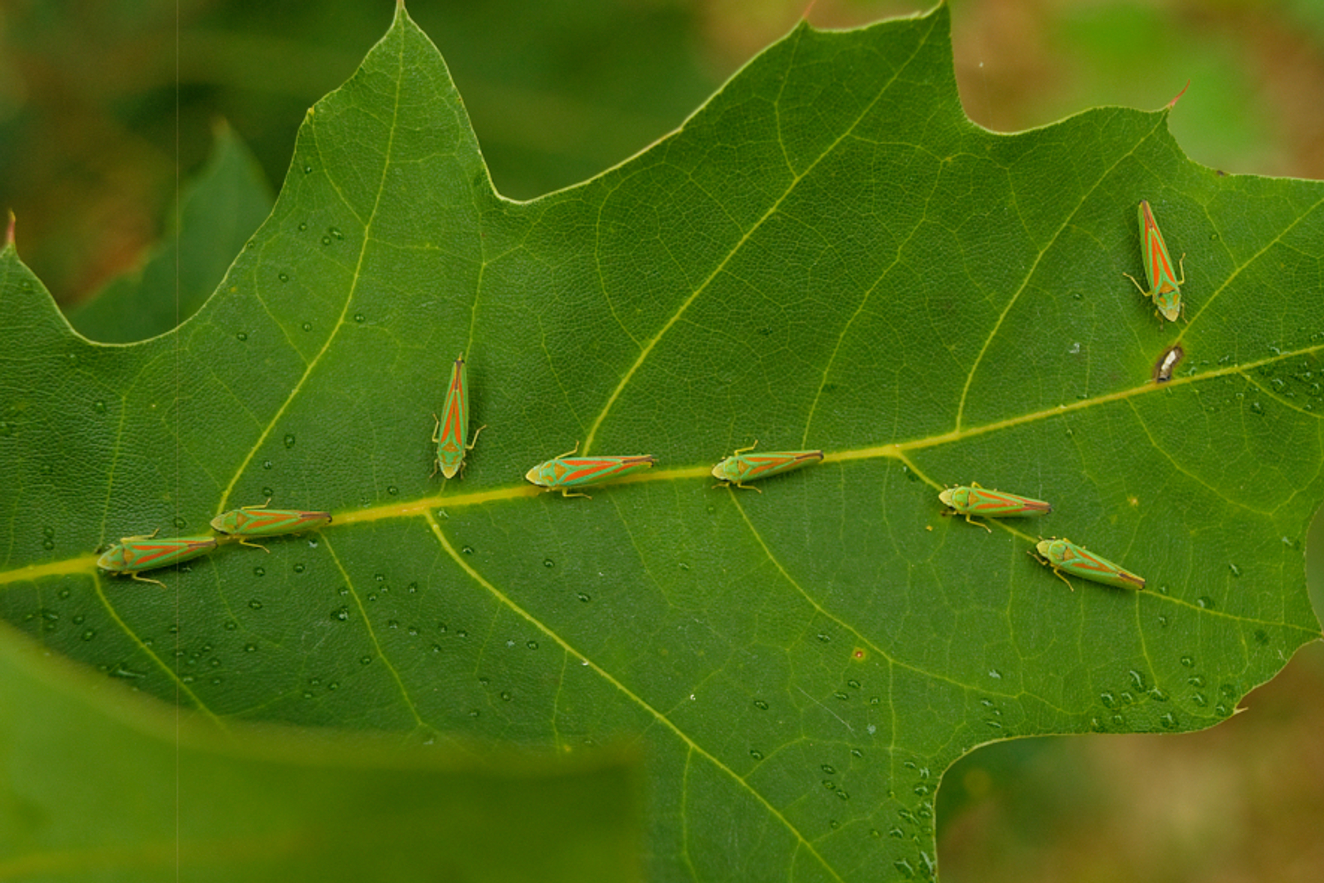 rhododendroncicade