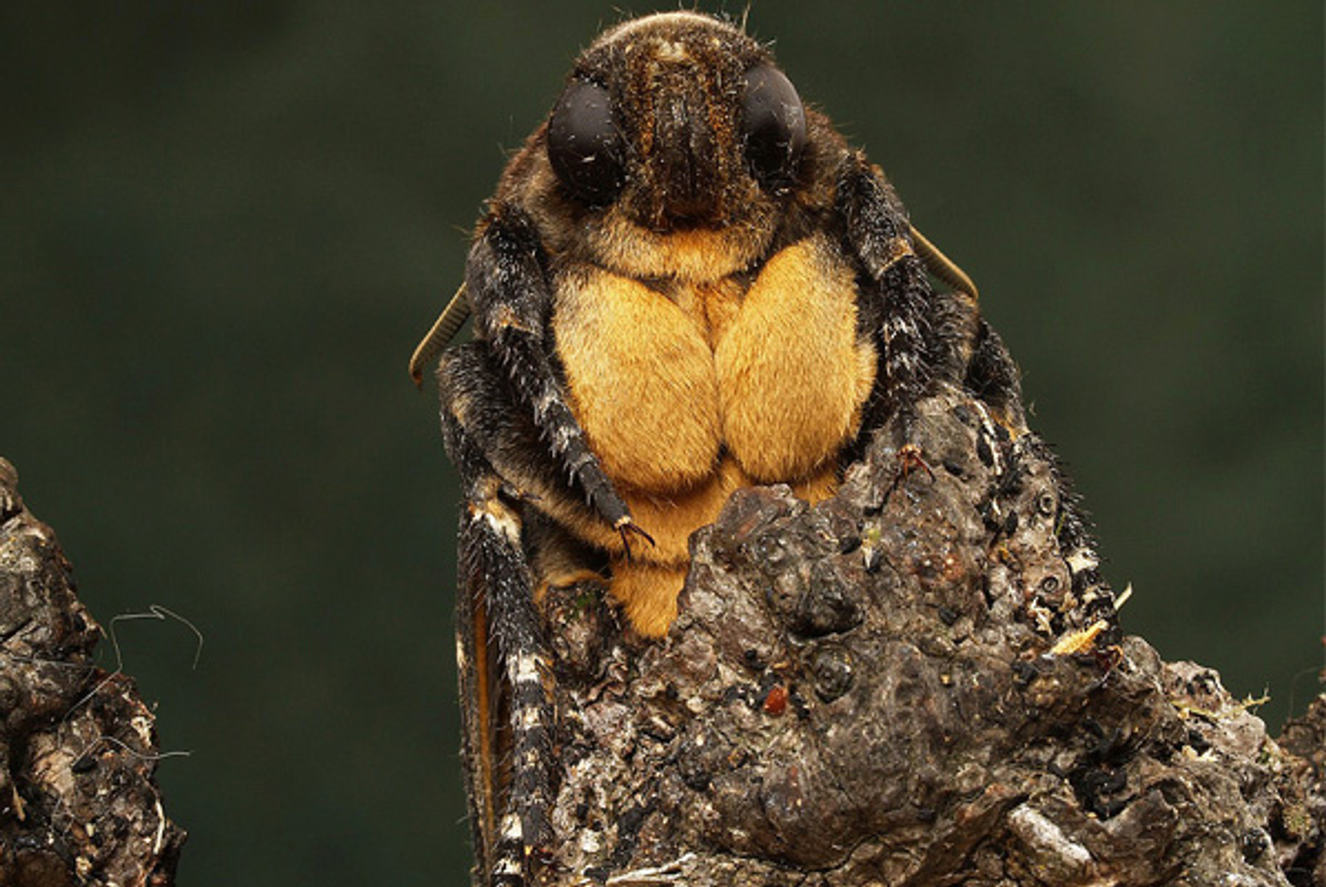 Doofshoofdvlindervanvoren_paulkreijger