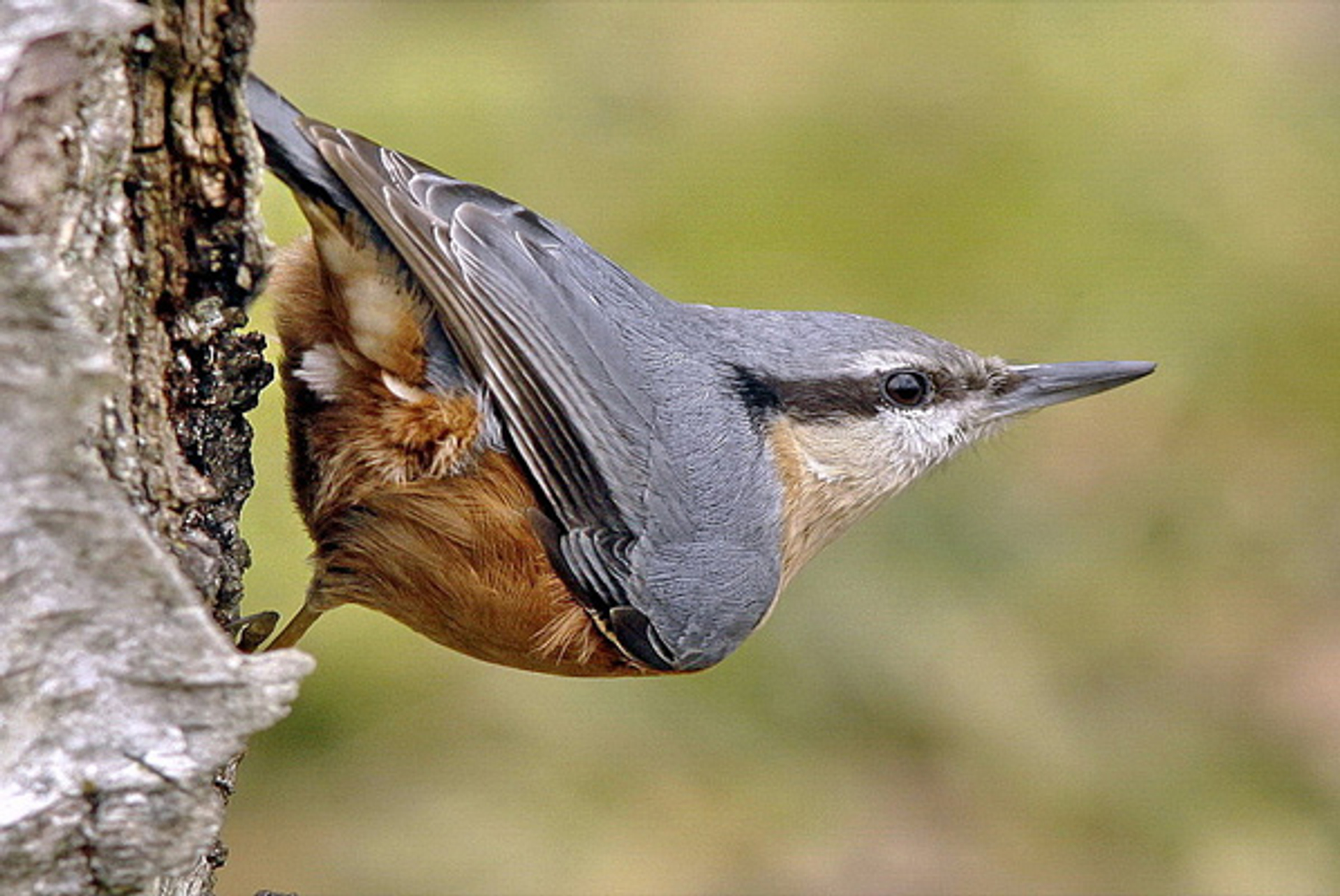 Boomklever_houding_pieterbj