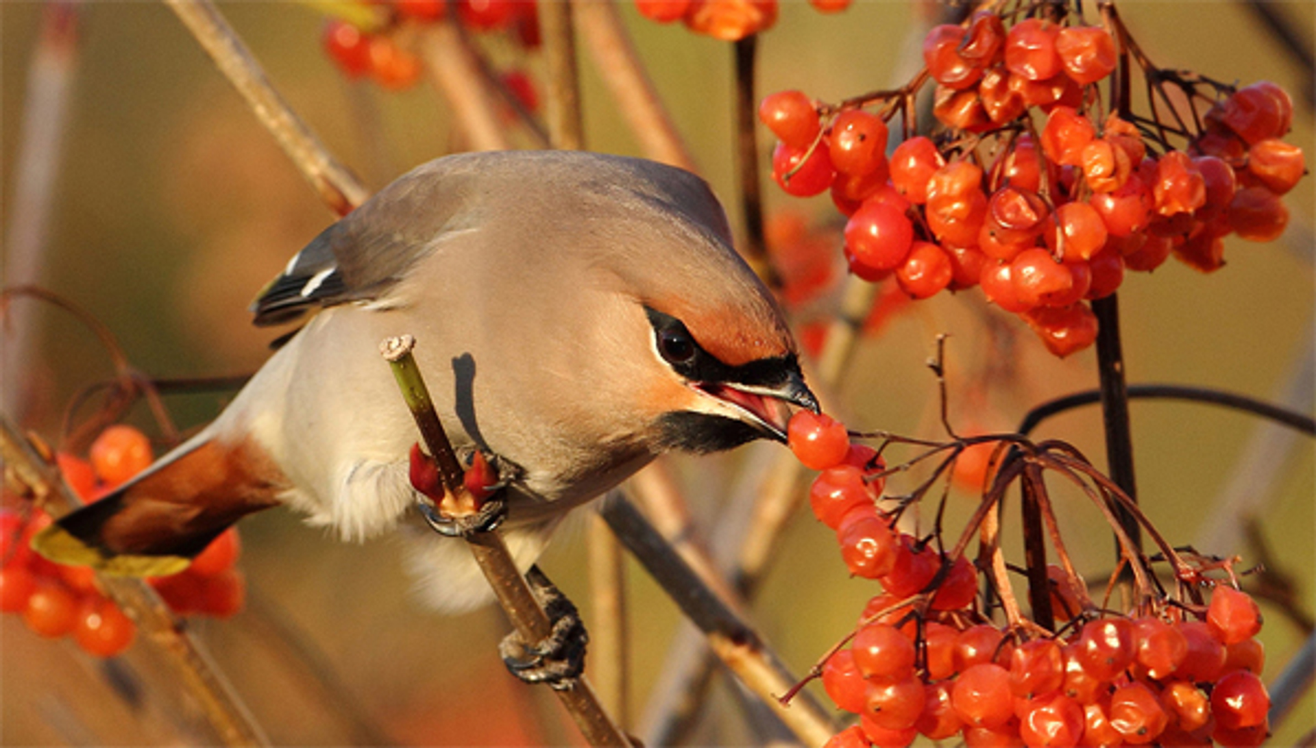 pestvogel_kasteelheertje