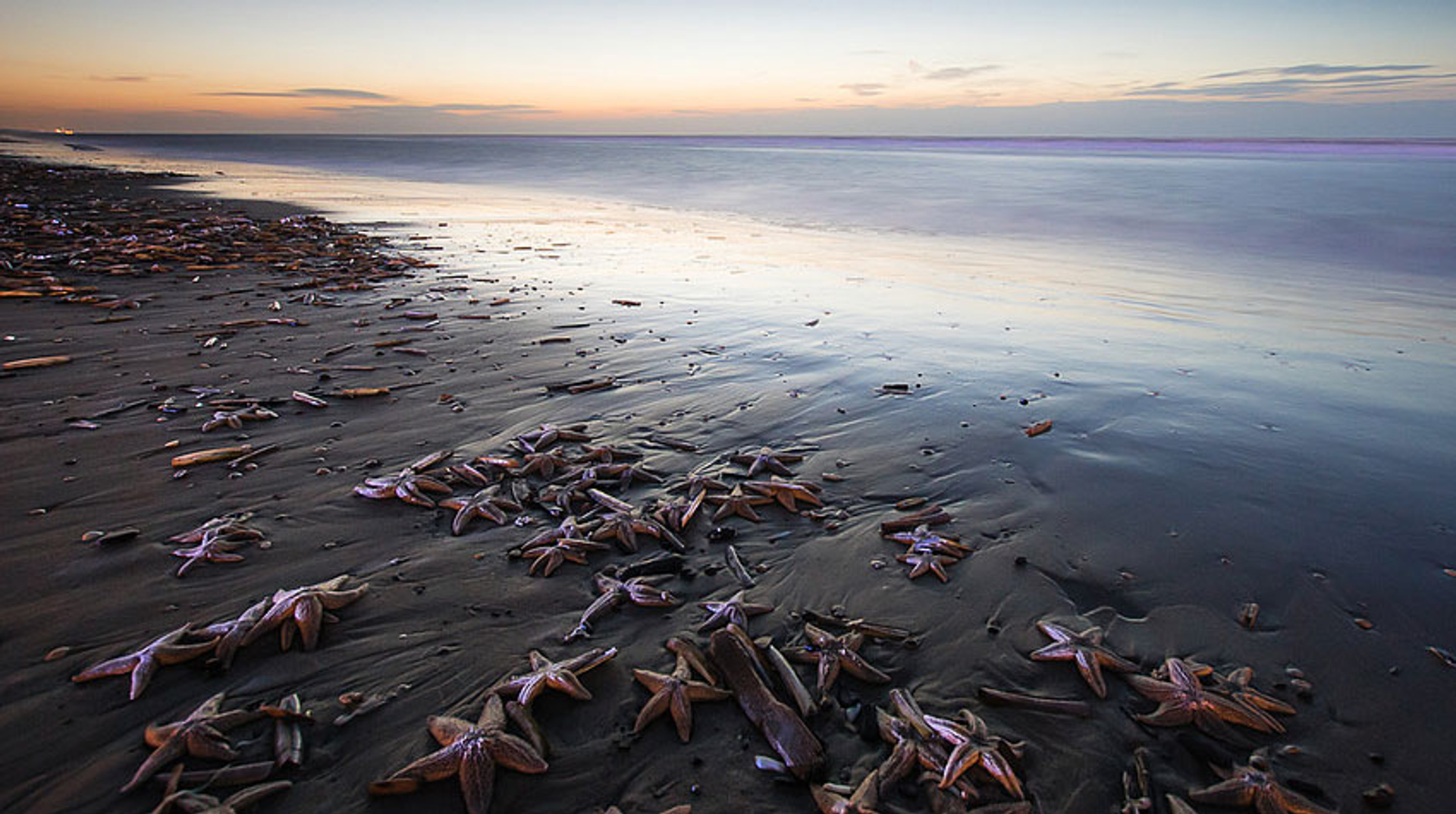 Aangespoelde zeesterren