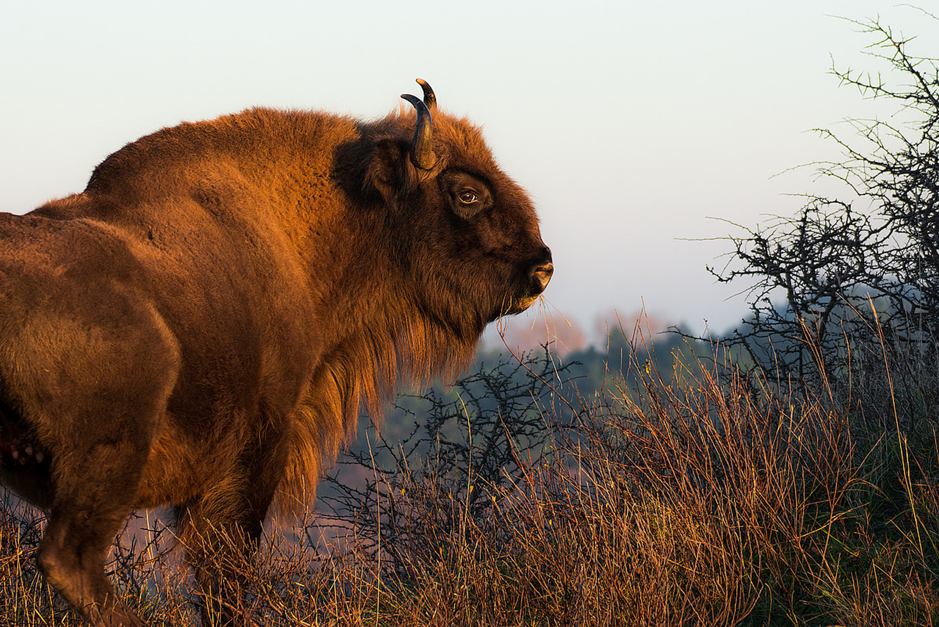 wisent vacht