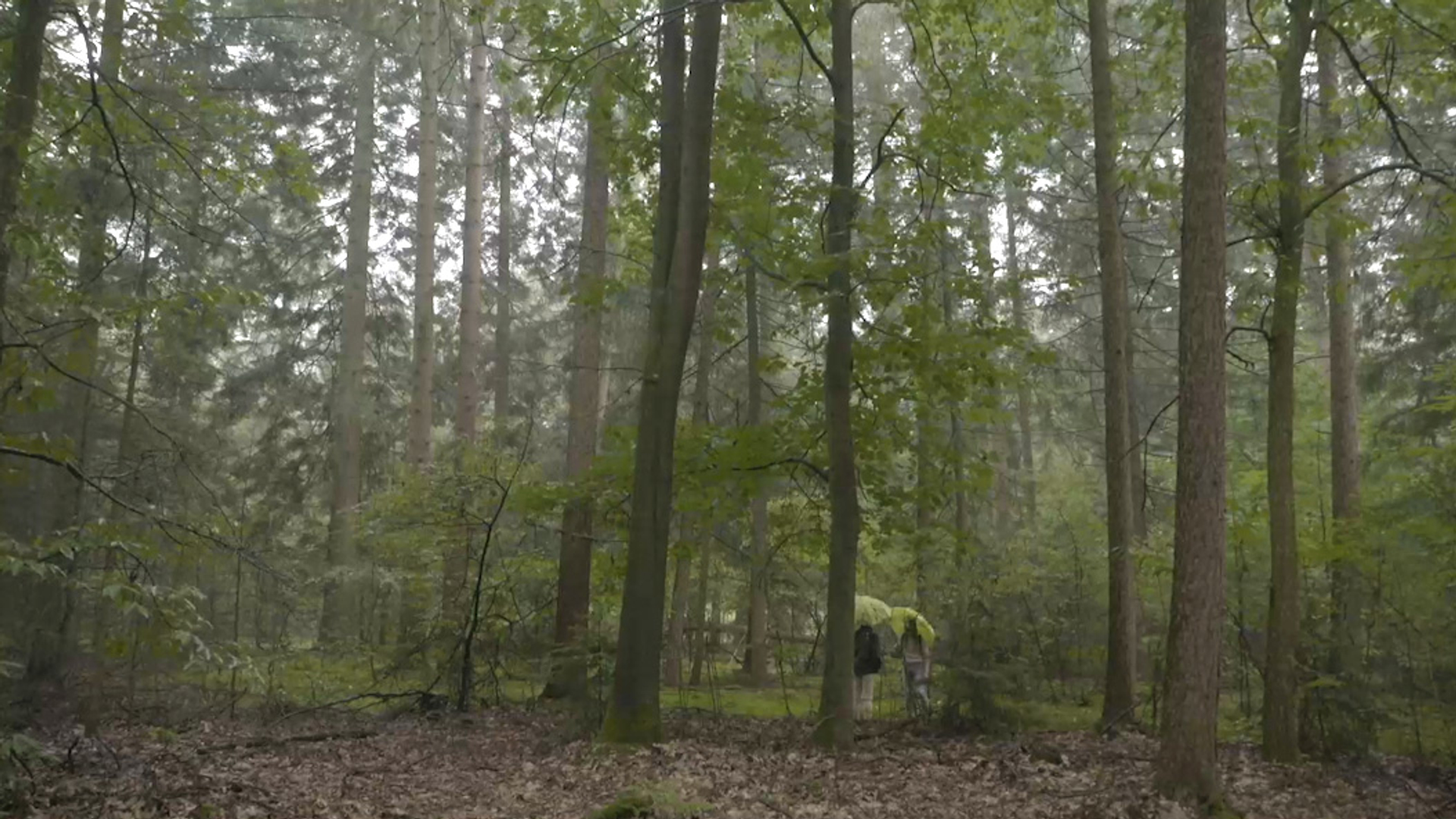 Het bos dat van zichzelf is