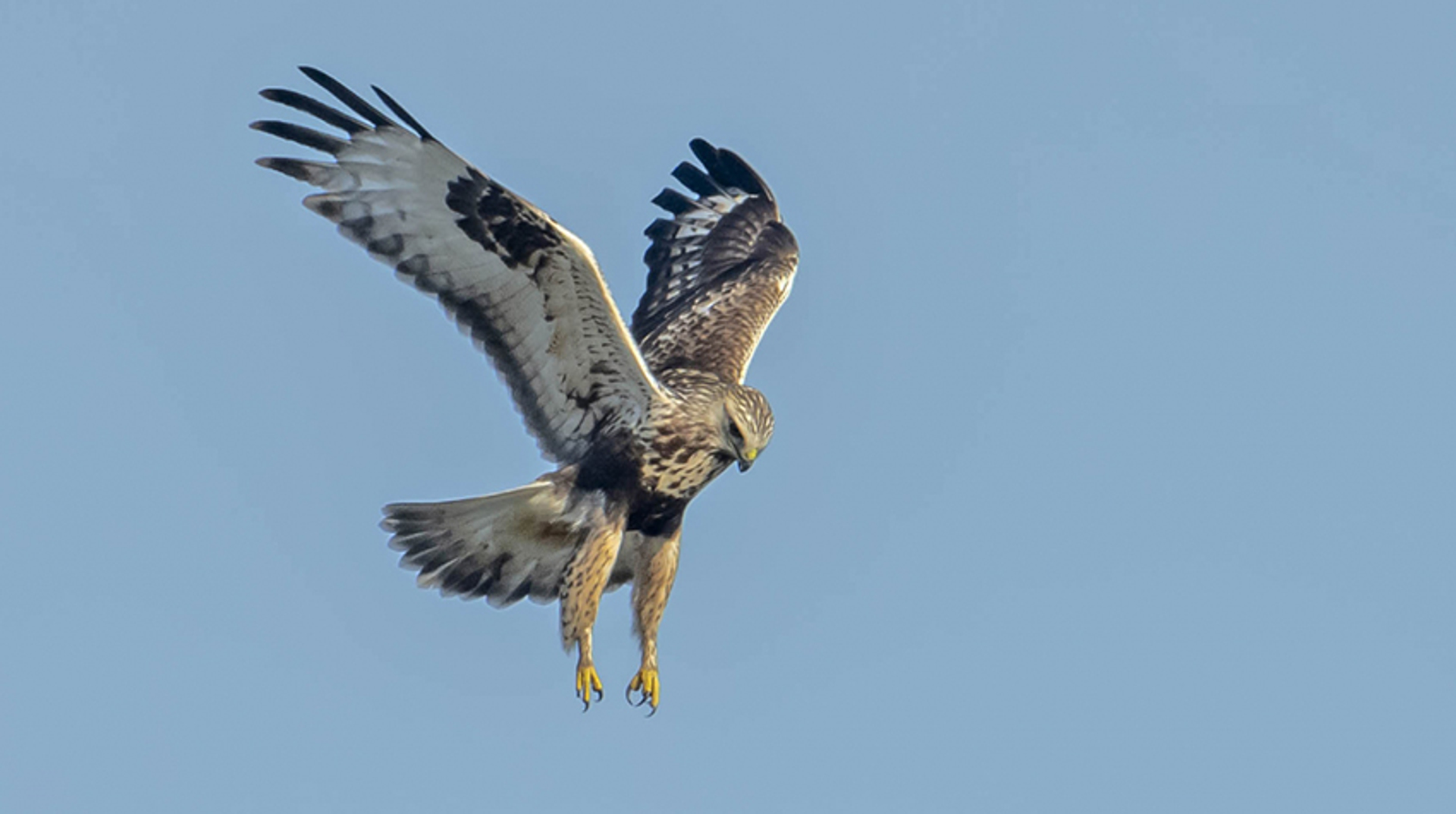 ruigpootbuizerd