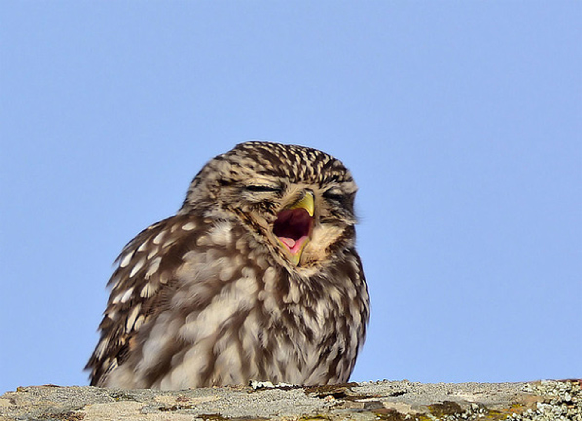 Steenuilgaap_bonteklepper
