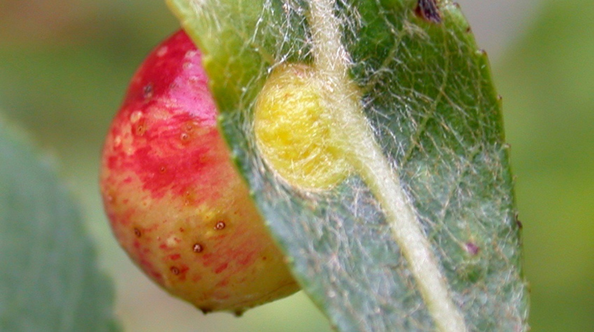 Pontania acutifoliae op Salix daphnoides, Les Contamines (1200m) (Haute Savoie, Rhone Alpes),