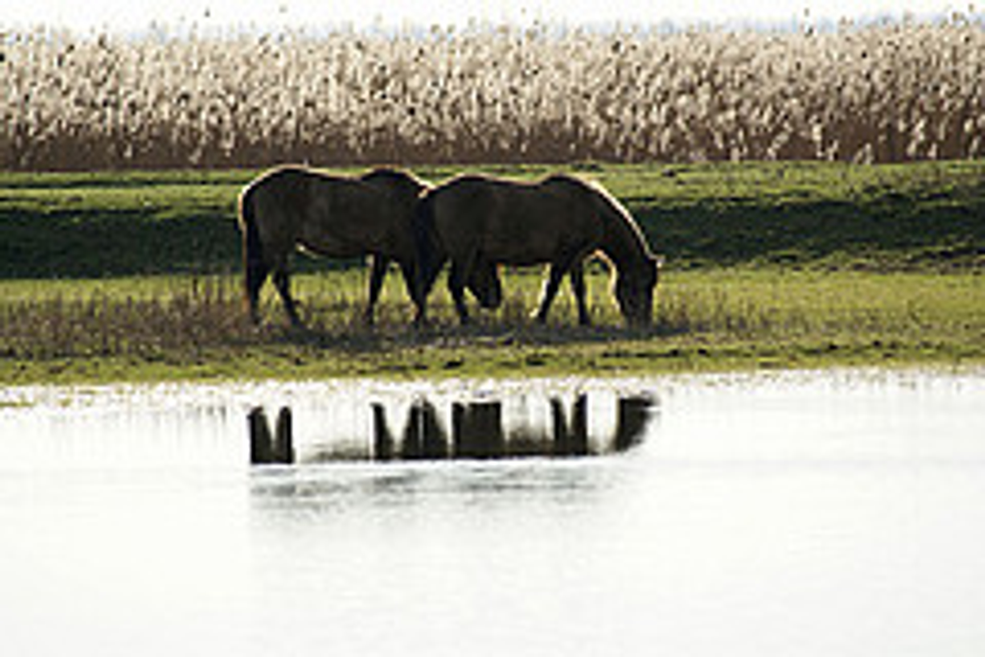 Oostvaardersplassen_koniks_01.jpg