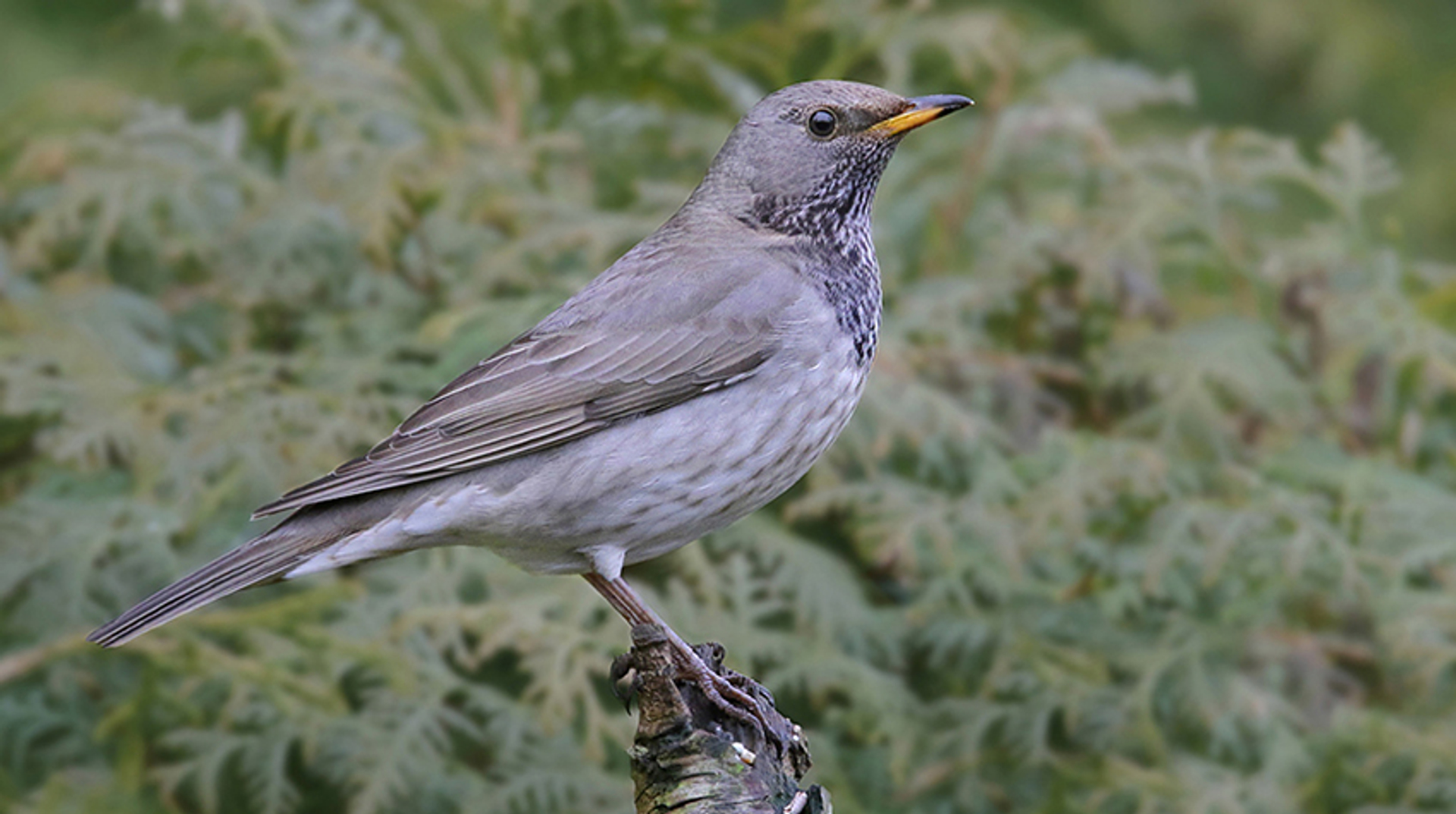 Zwartkeellijster2_ThijsGlastra