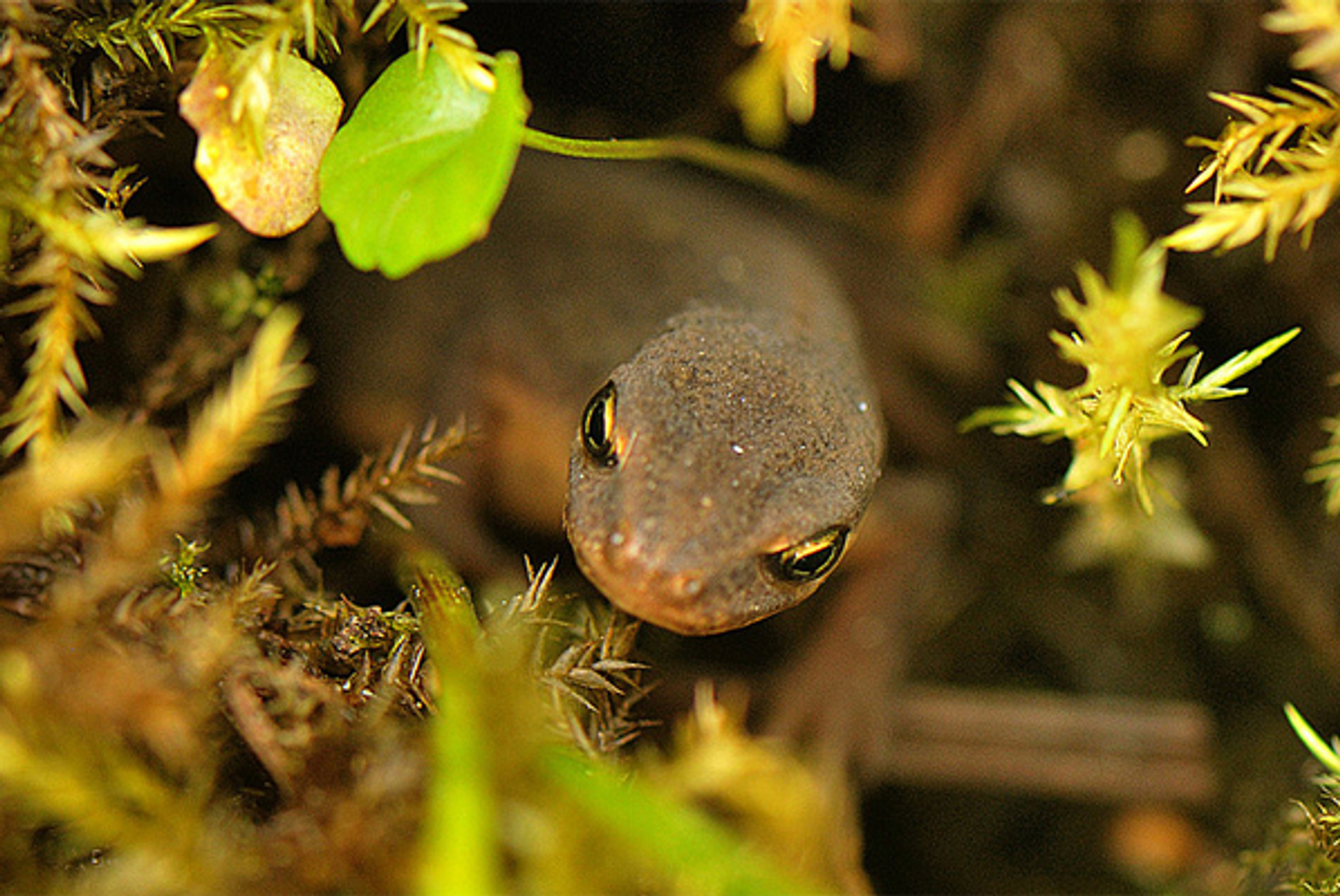 KleineWatersalamander_GertPaassen