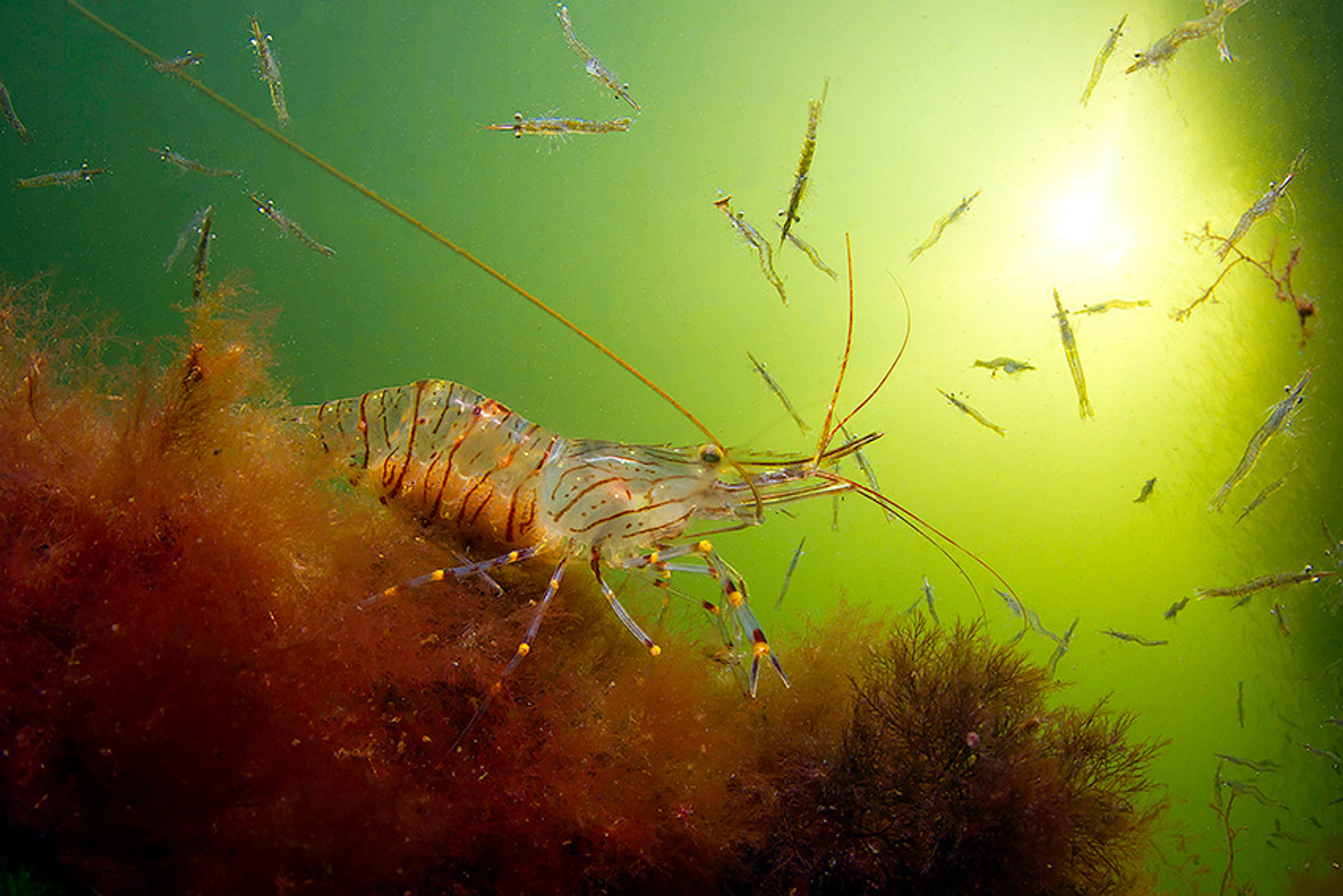 cid29568_Zwangere-steurgarnaal-omringd-door-familie_Gino-Symus_Boortmeerbeek-(B)_Winnaar-Volwassenen