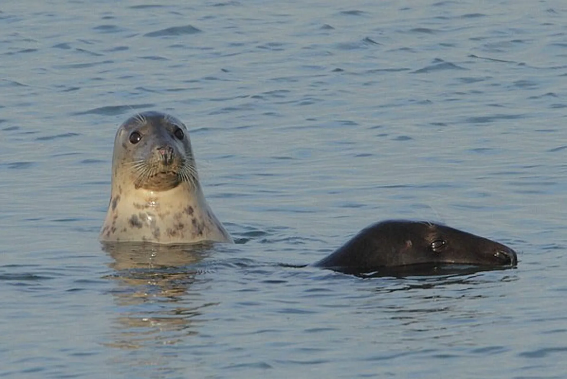 grijze-zeehond