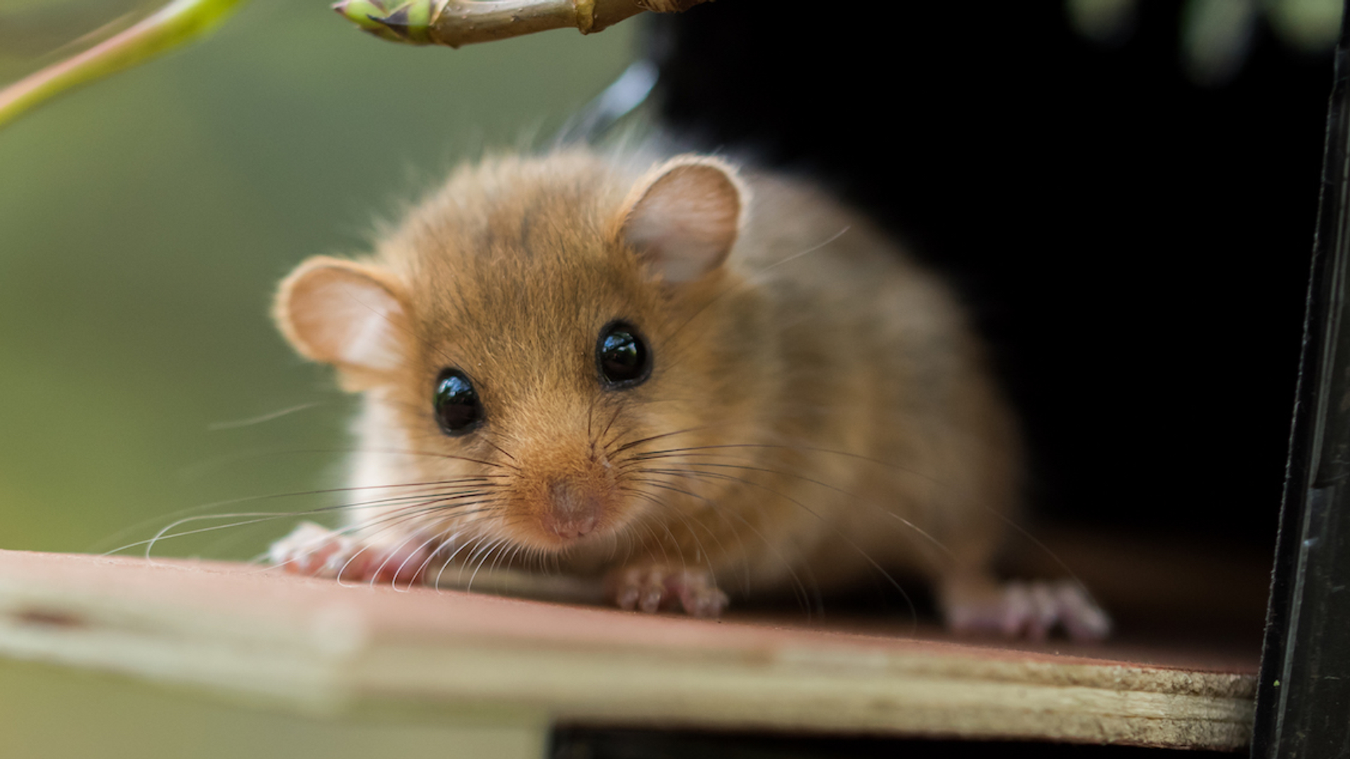 Hazelmuis_Pim_Lemmers_Natuurbalans