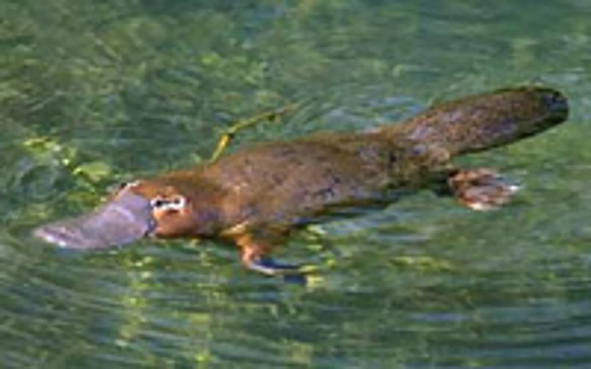 Giftig vogelbekdier - Vroege Vogels - BNNVARA