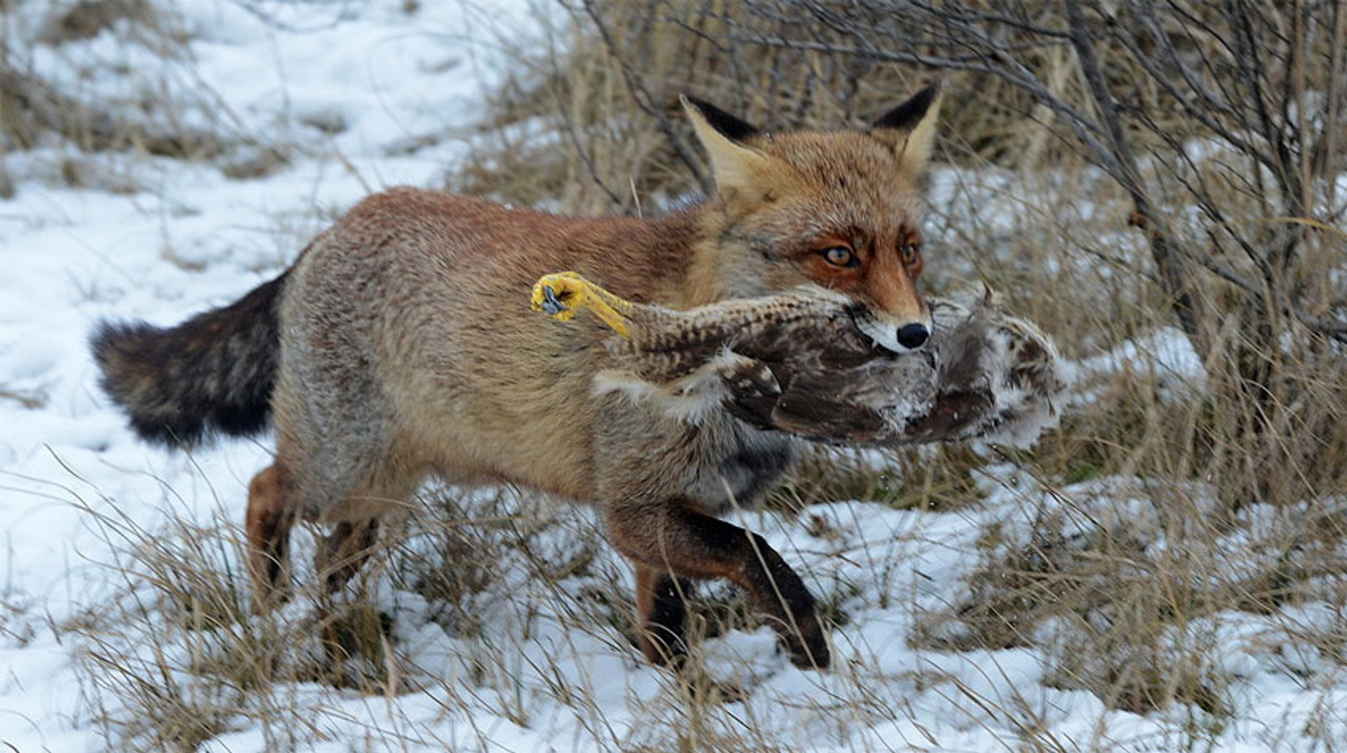 vos-met-buizerd-jebbenn