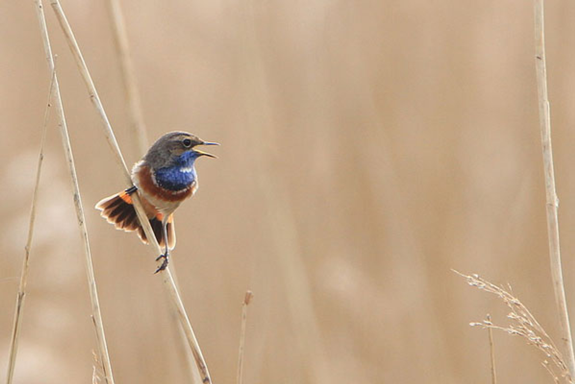 blauwborst-johngroeneber