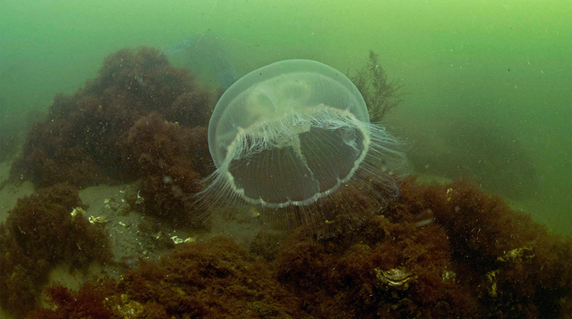 oorkwalOosterschelde_MarionHaarsma