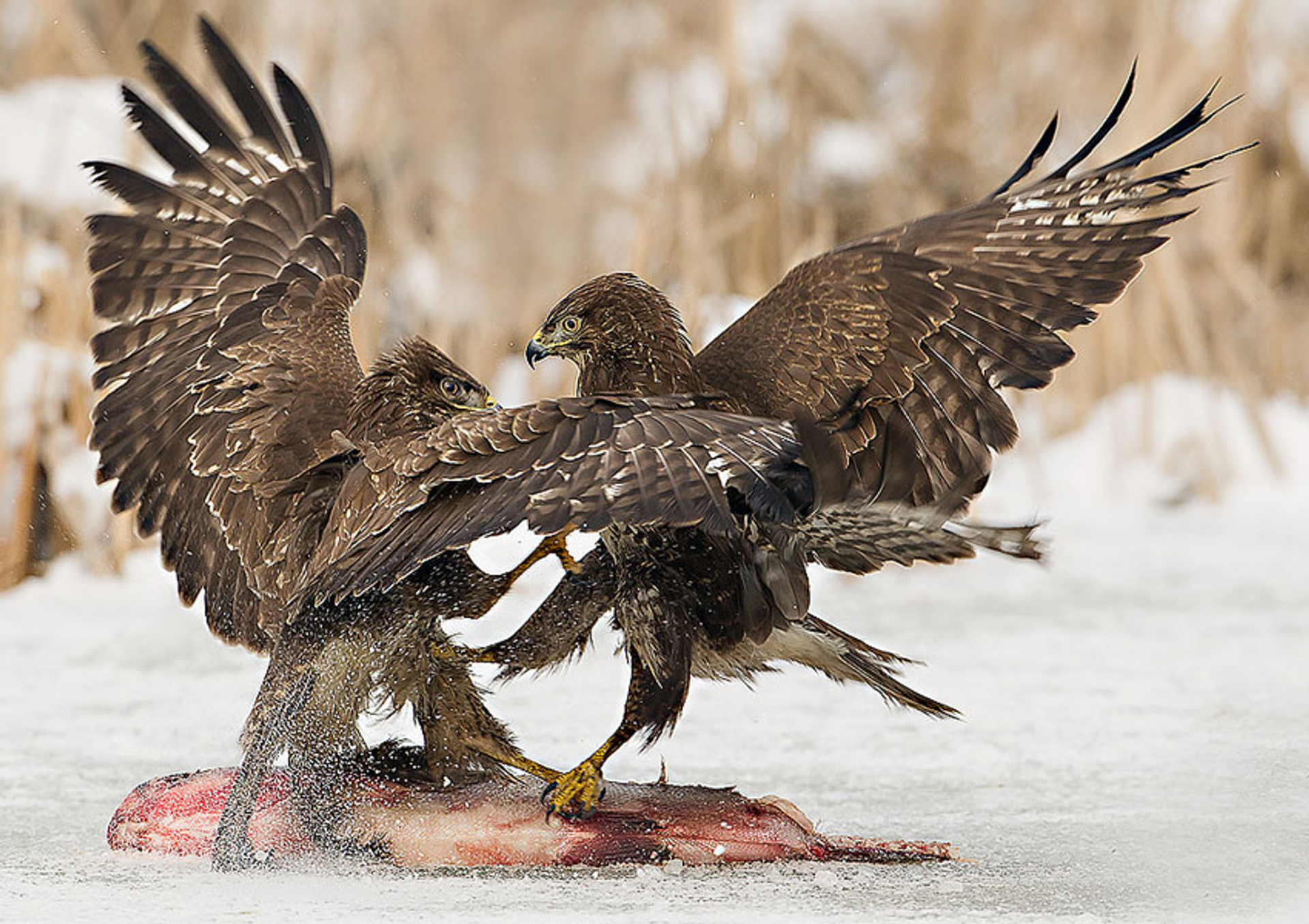 buizerd-jos-dekkers