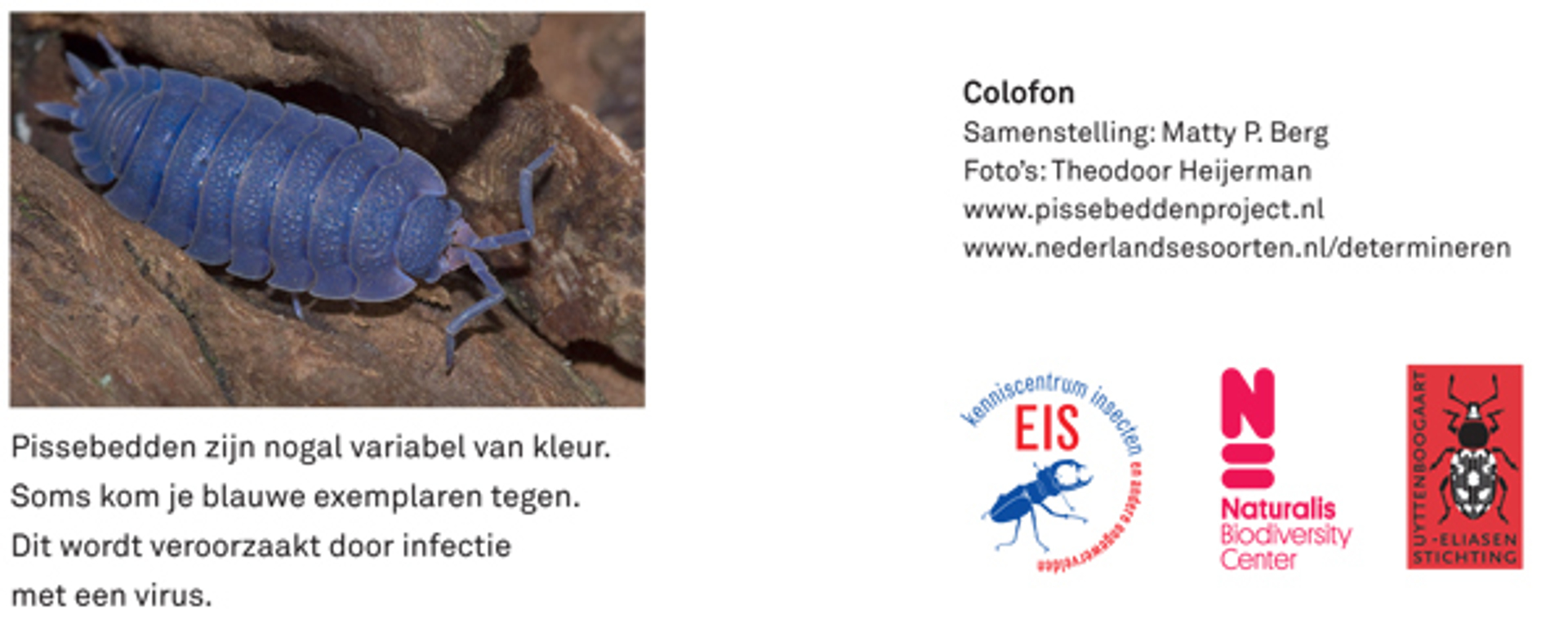 pissebeddenzoekkaart3