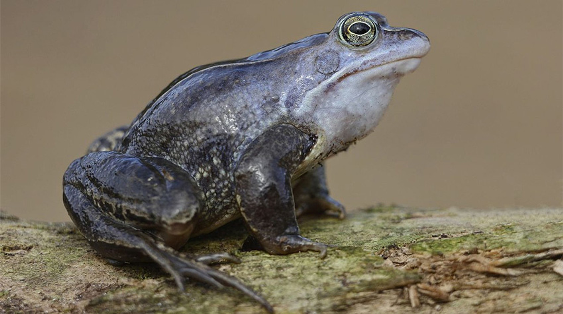 Heibel om de heikikker