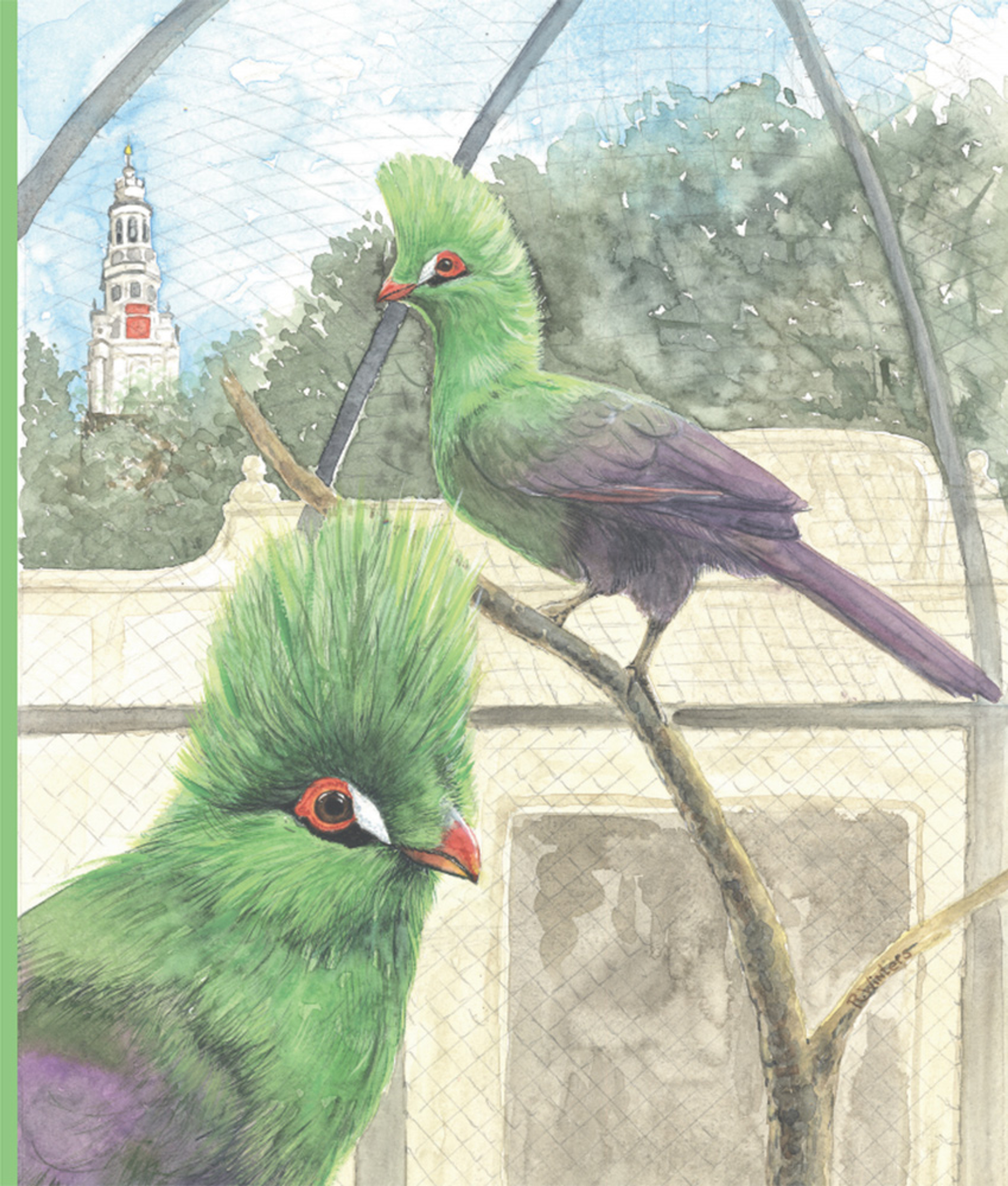 Toerako’s in de nok van de volière van Blauw Jan