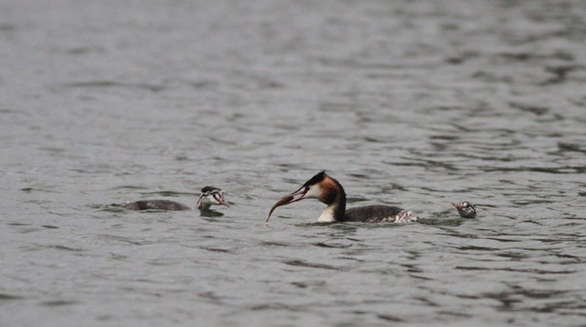 fuut met jongen in de winter