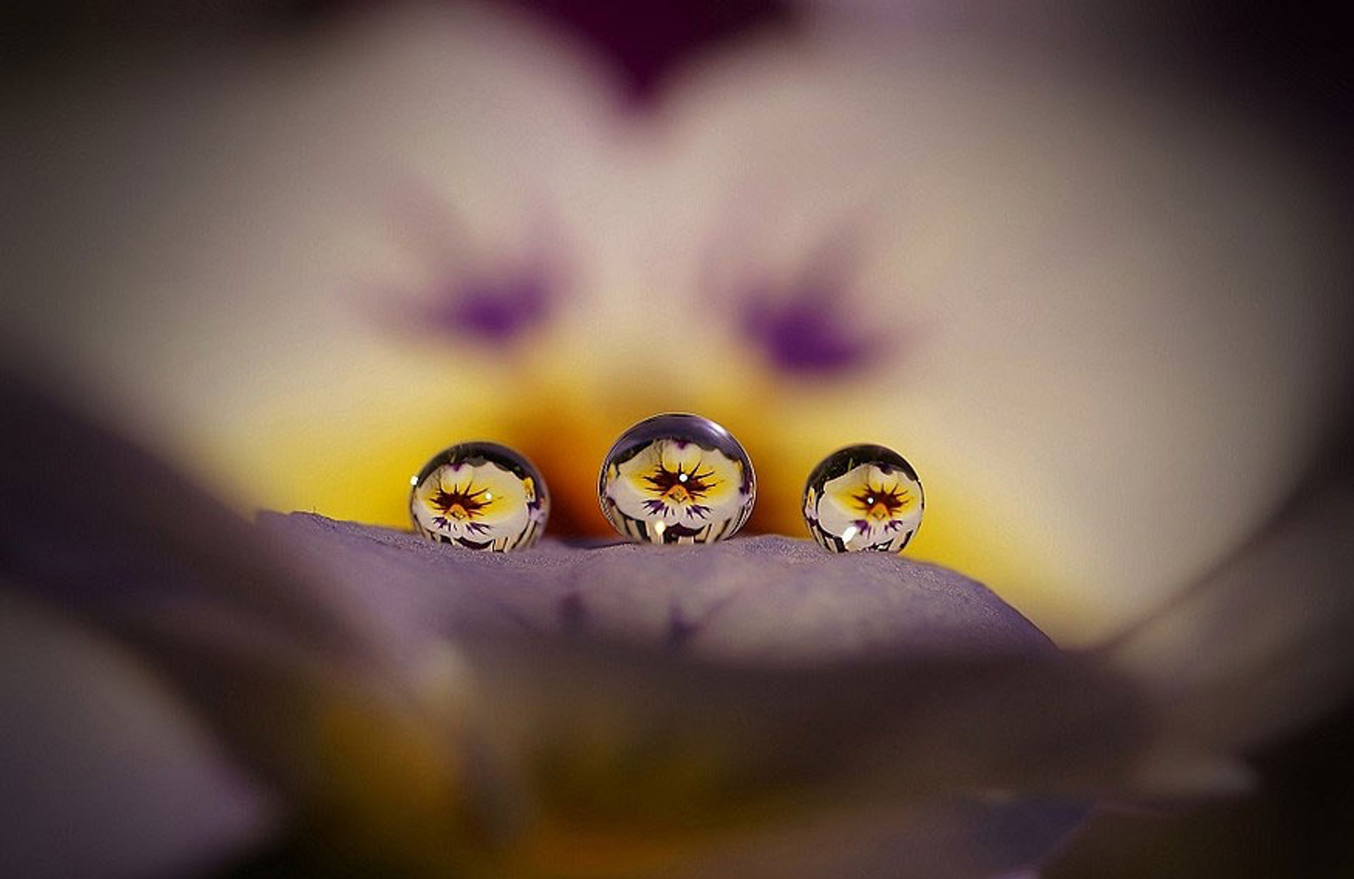 Druppels op een viooltje