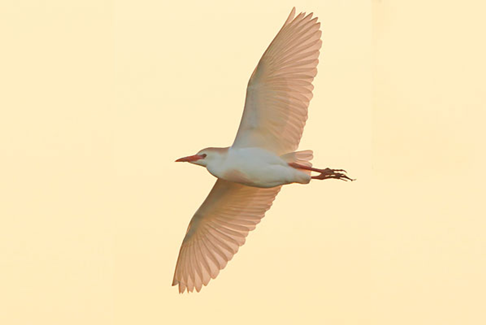 koereiger_markdevries6