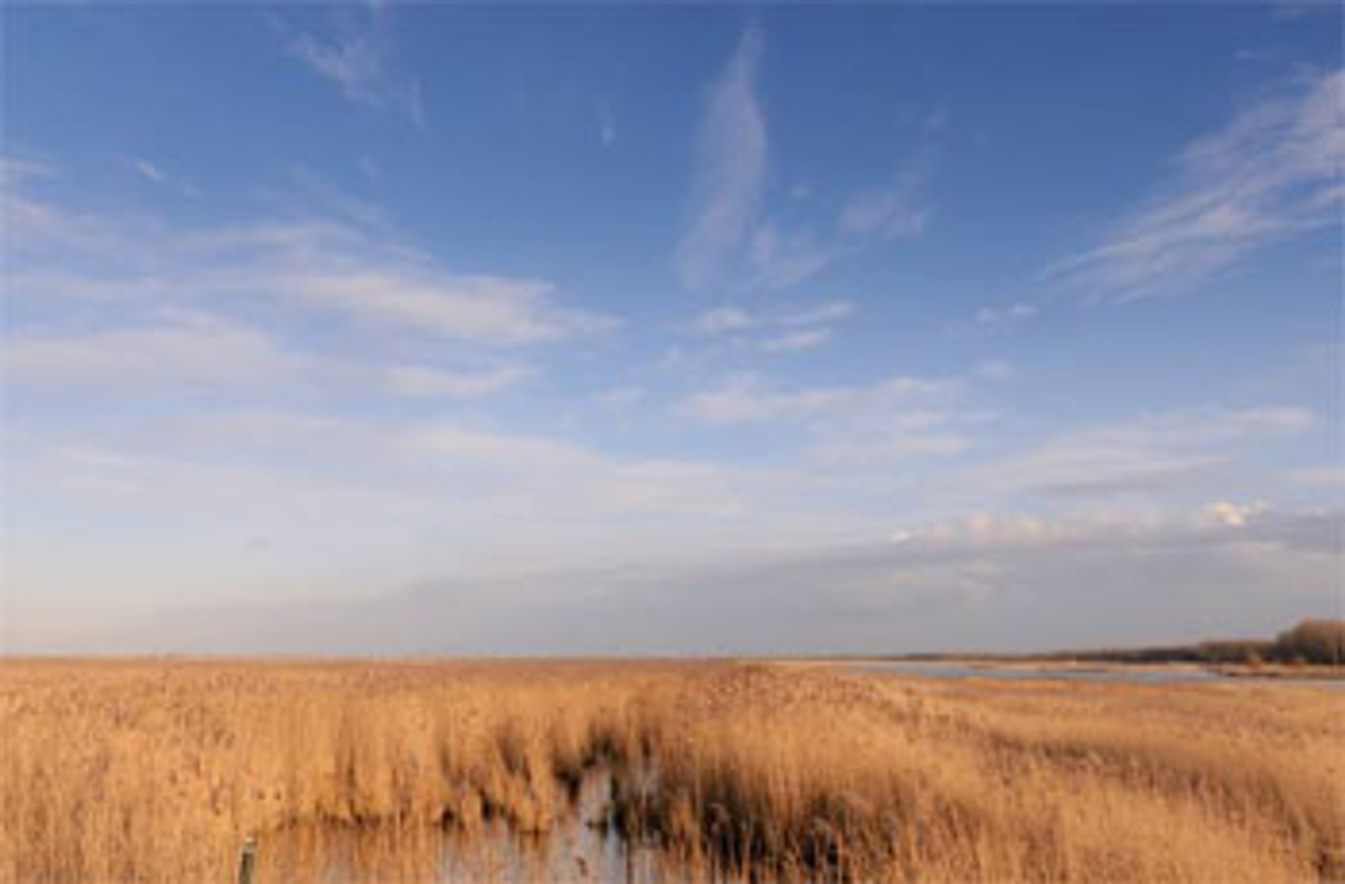 Oostvaardersplassen-nieuws.jpg
