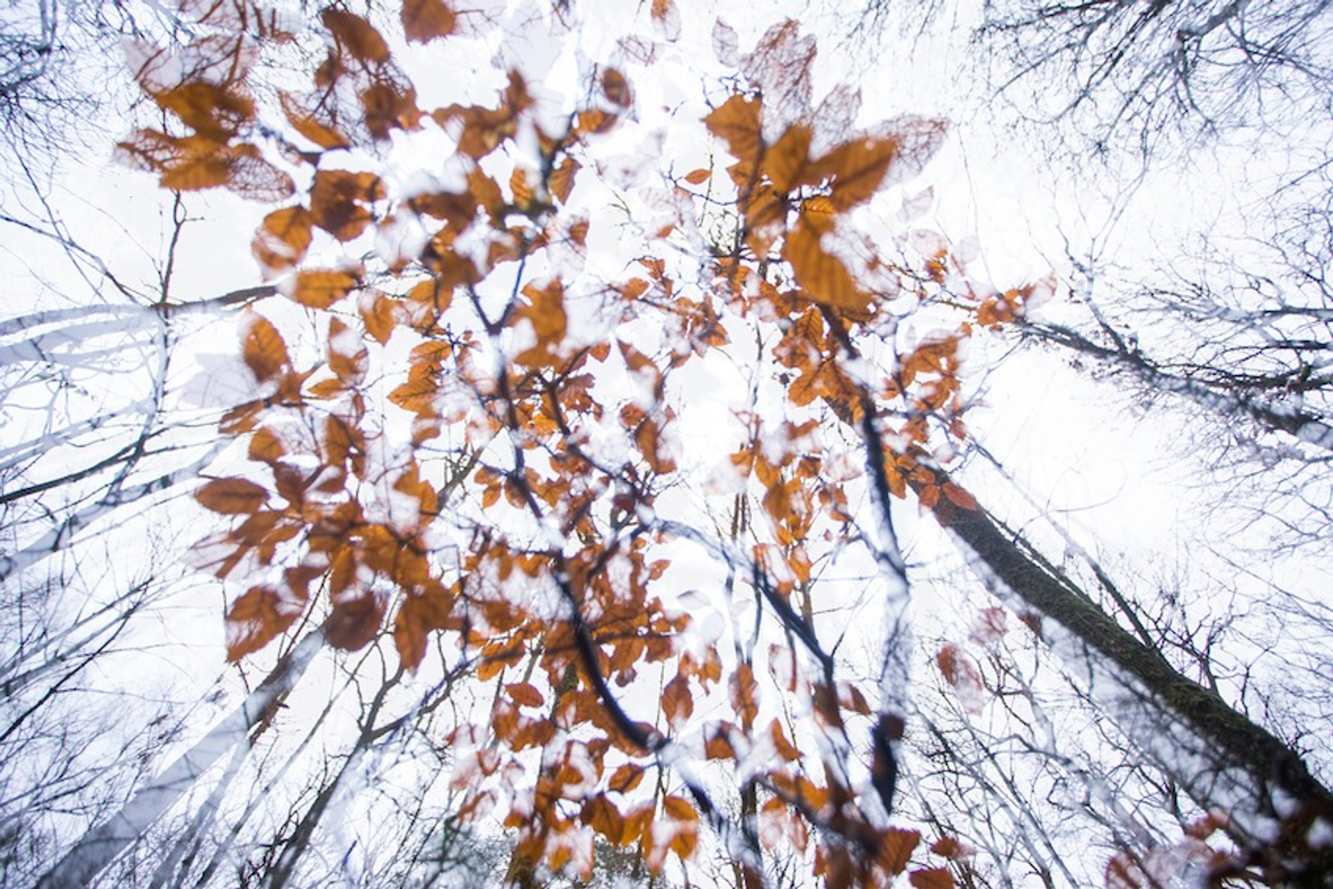 Jacob Kaptein Vroege Vogels foto