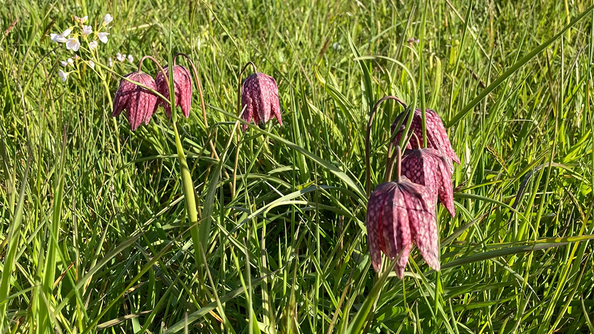 kievitsbloem_natuurmonumenten