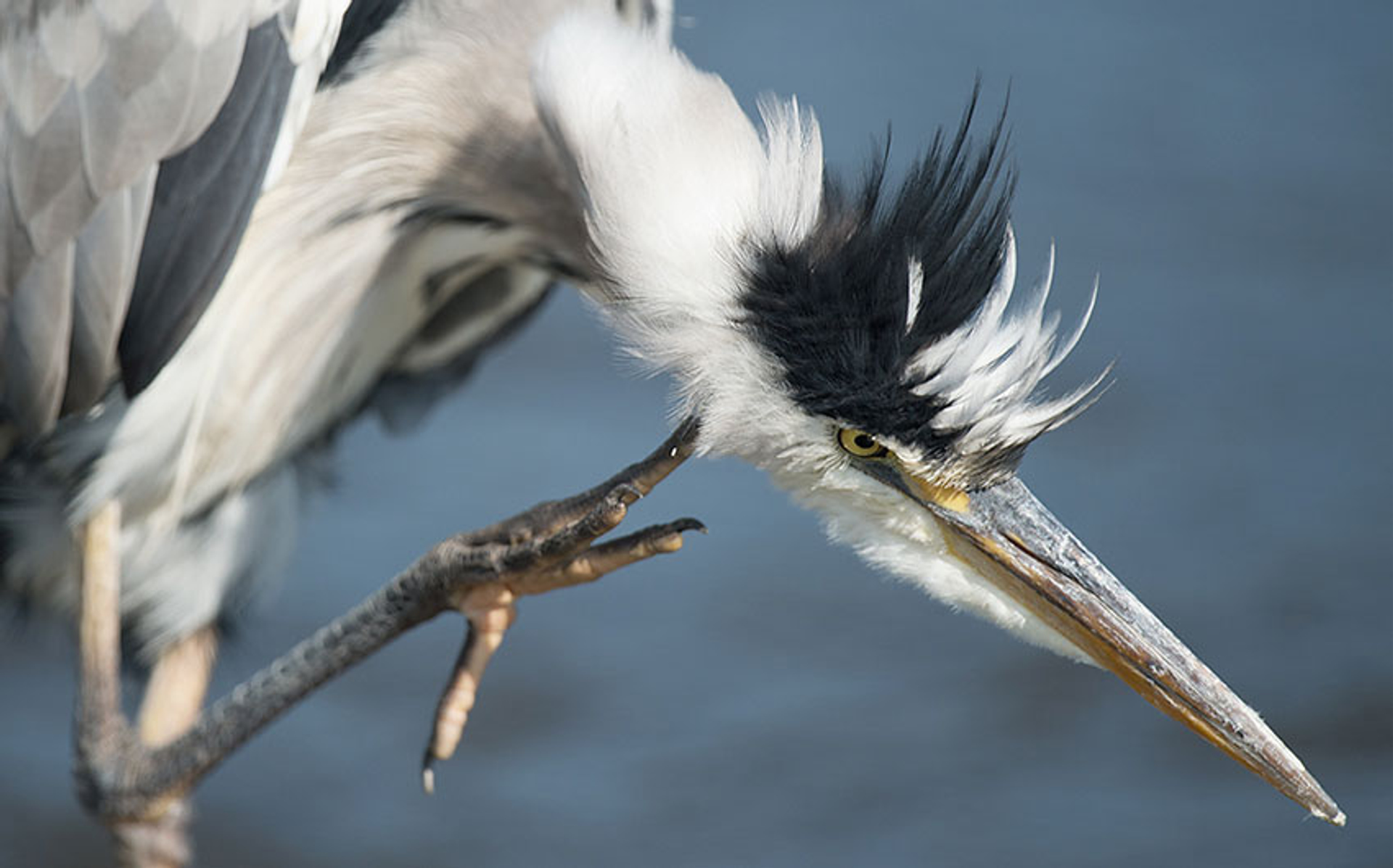 jeuk-reiger