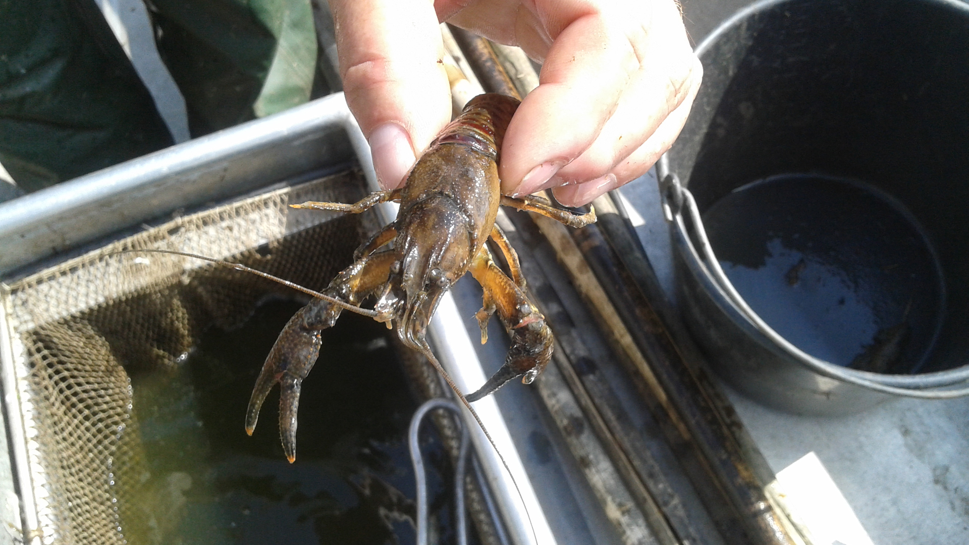 visser met kreeft