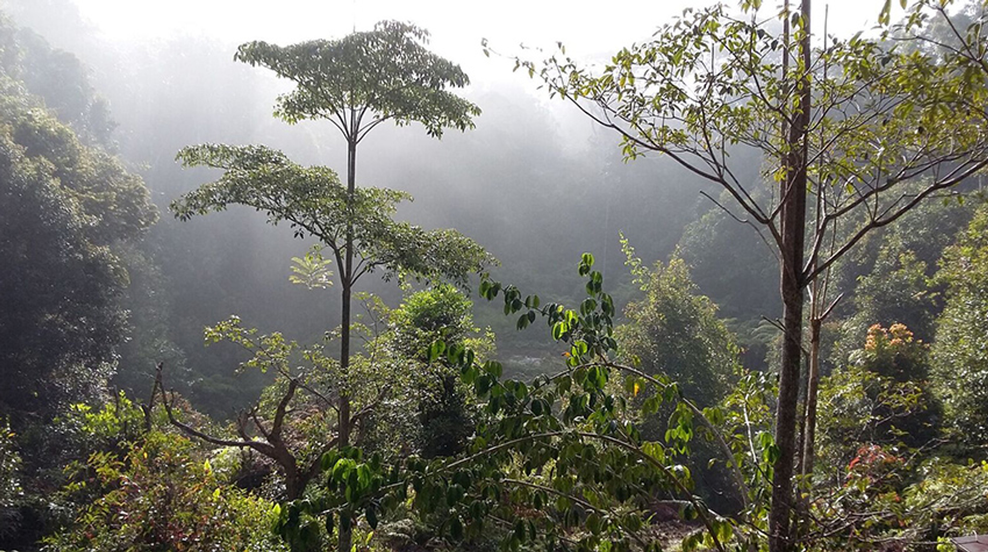 borneo_corlijndegroot