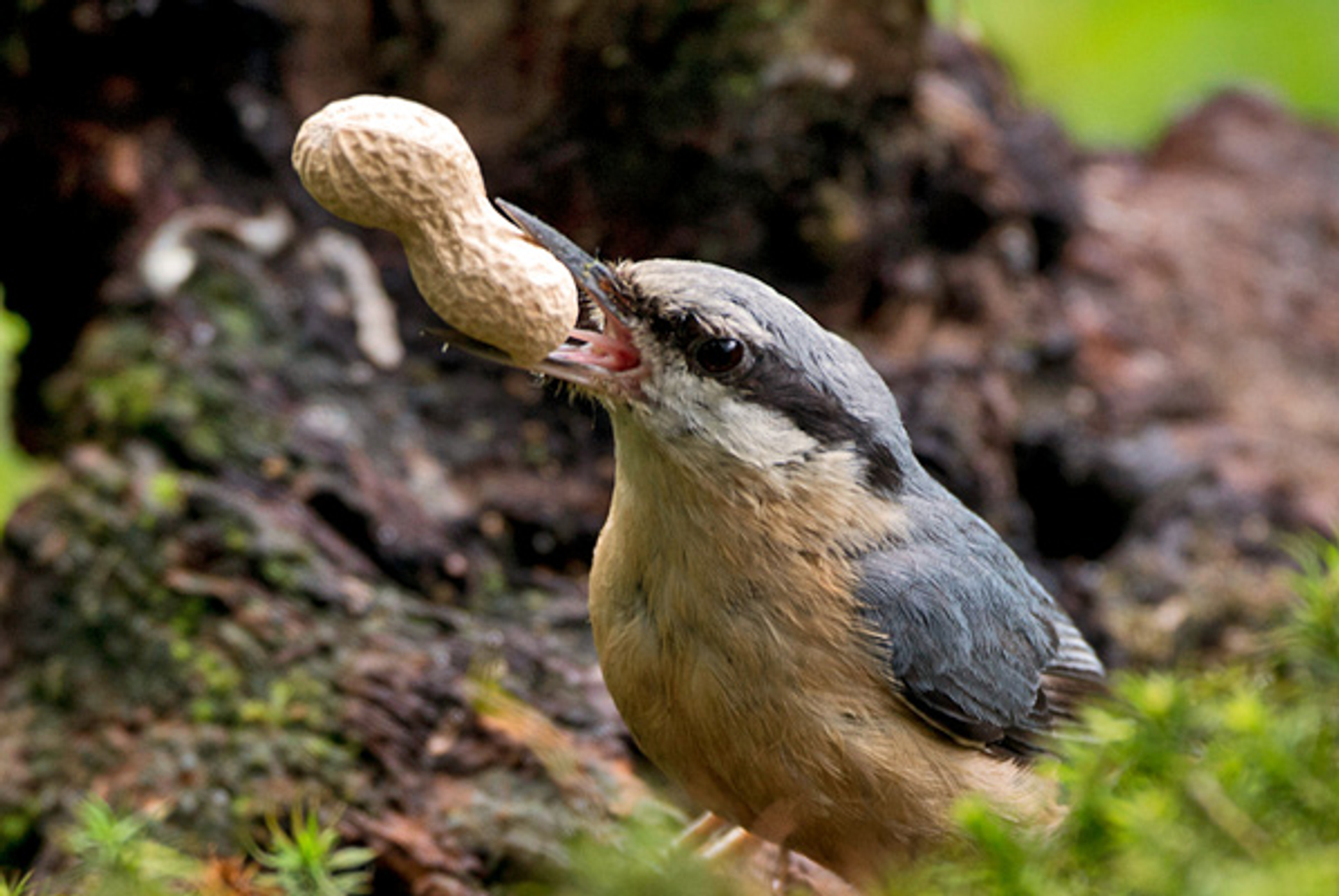 Boomklever_pinda_mseuters