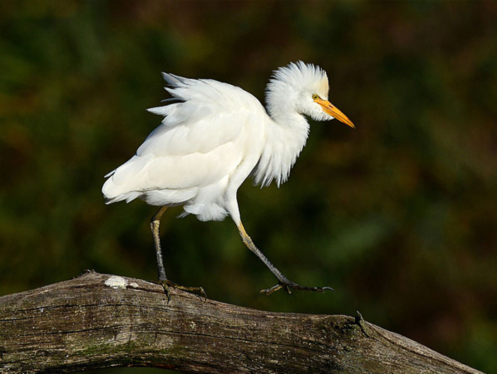 Koereiger