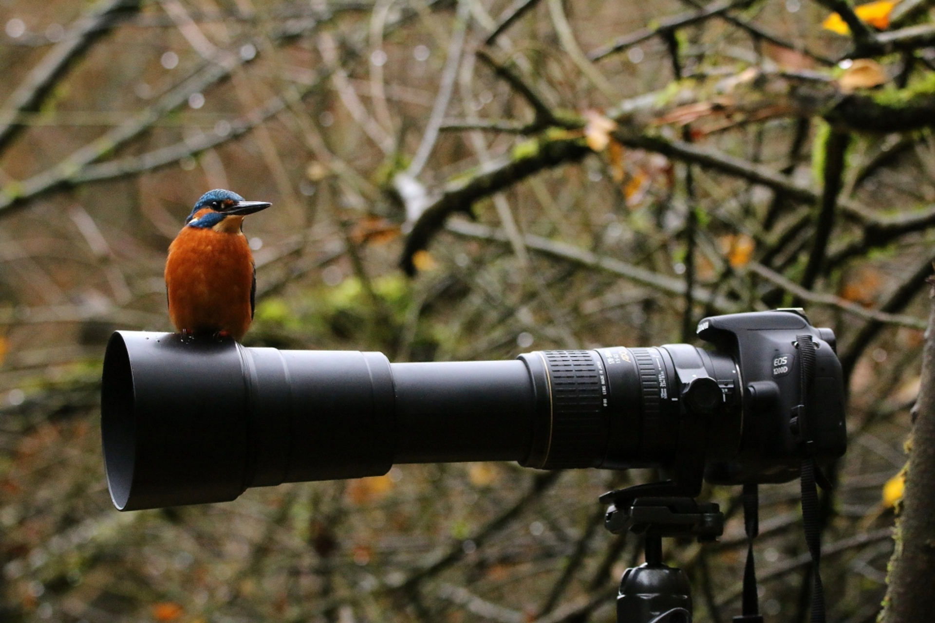 Afbeelding van Wedstrijd natuurfilmen voor jongeren