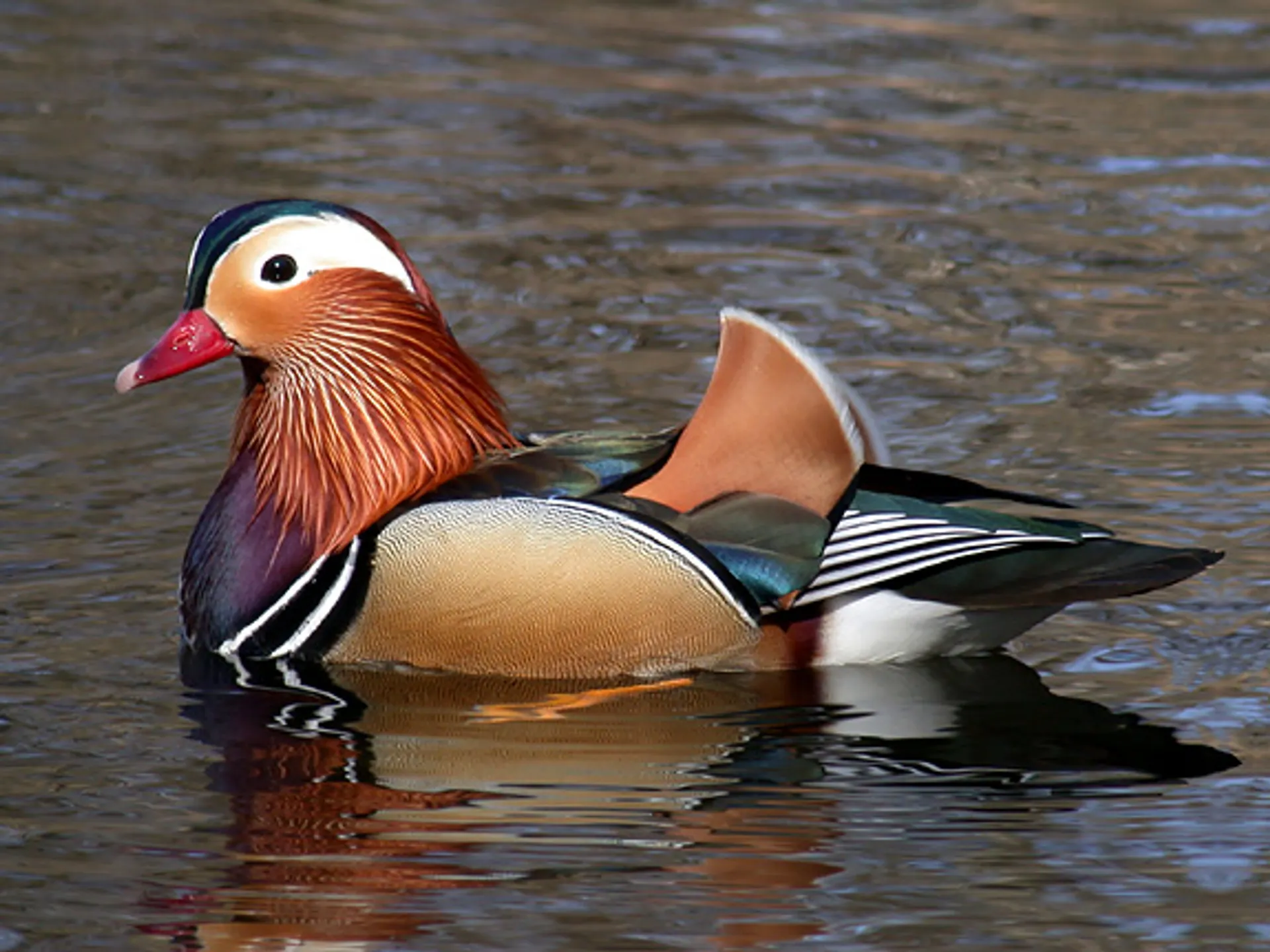 Vreemde eend in de bijt - Vroege Vogels - BNNVARA