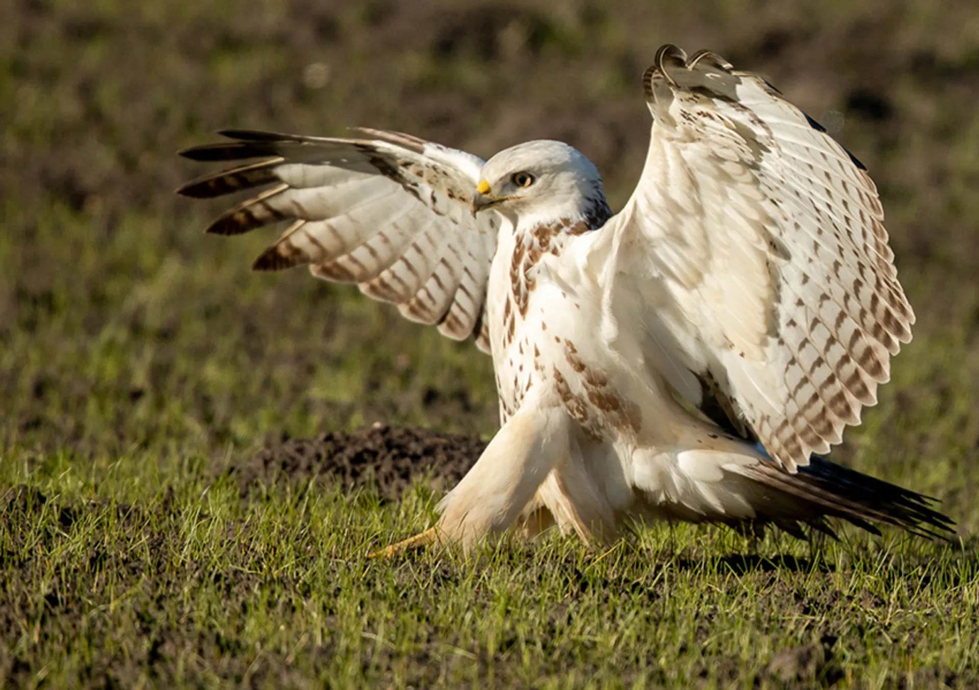 buizerd4_amkeizer