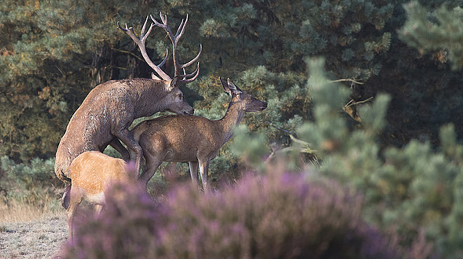 foto6_edelhert_cameraatje