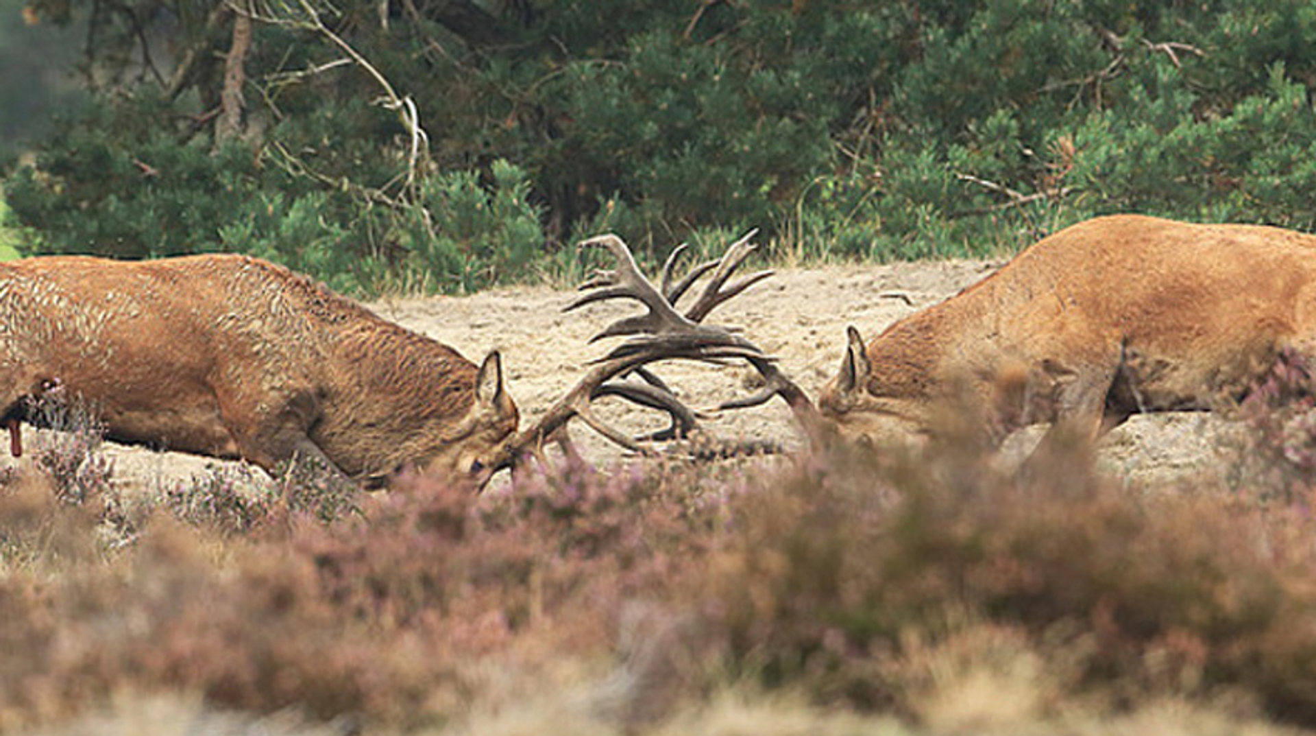 foto5_edelherten_kasteelheertje