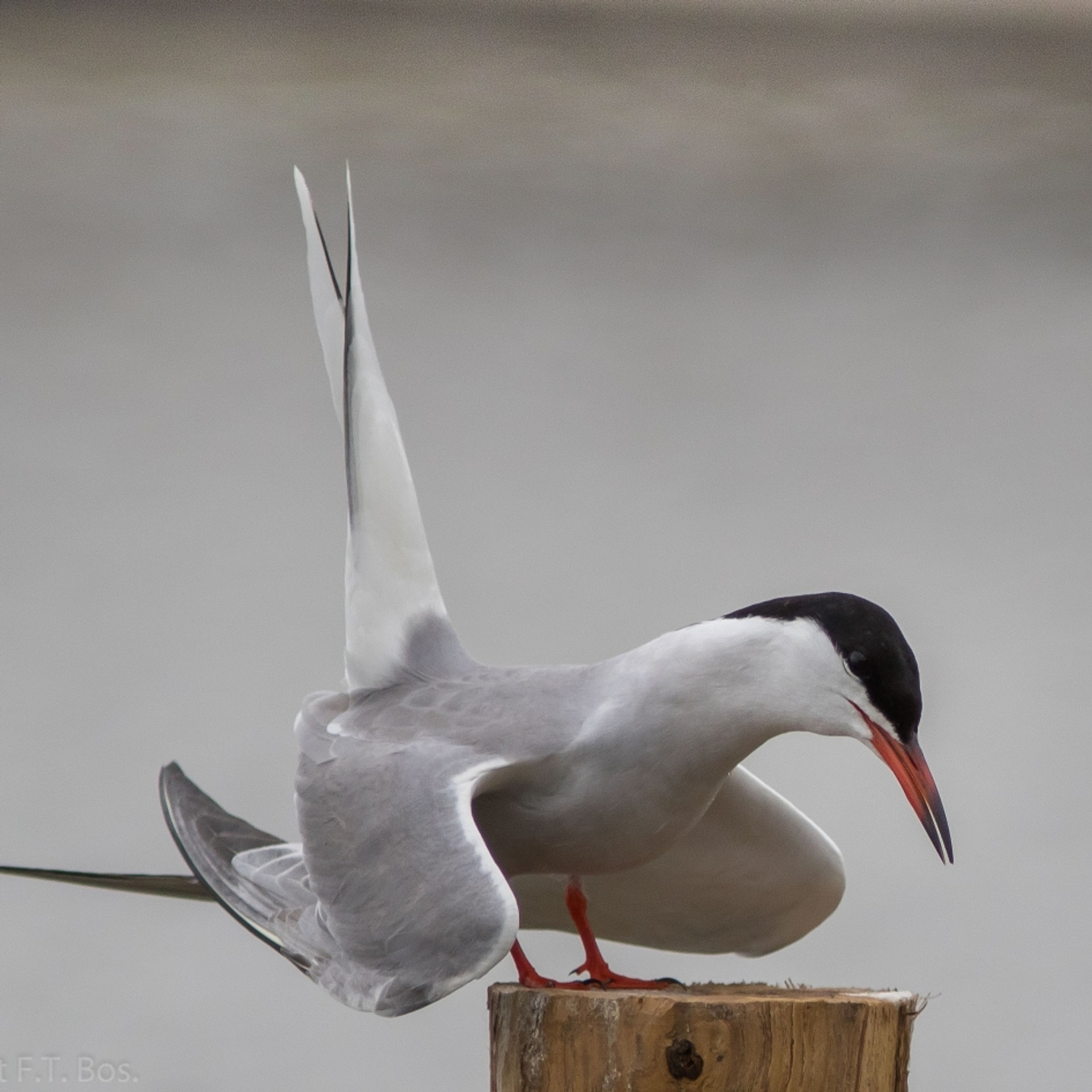 visdief_593c334316a2b_medium