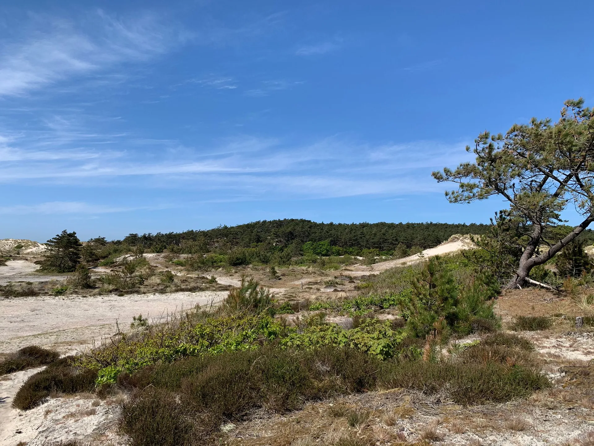 Honden straks verplicht aangelijnd in de Schoorlse Duinen