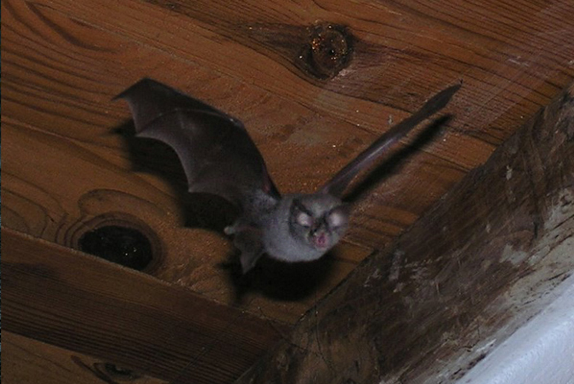 vleermuis