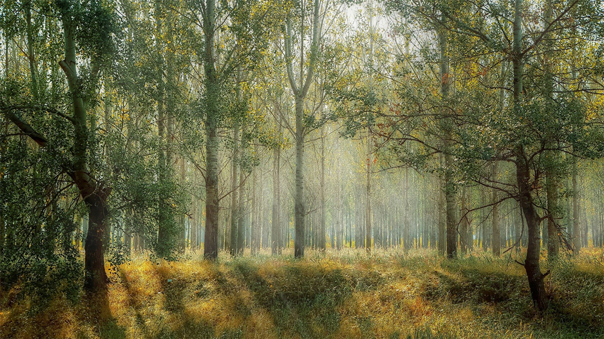 Afbeelding van Vroege vogelzang in het bos | Nationaal Vogelconcert #4