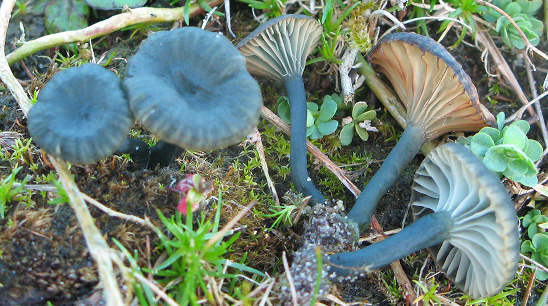 Blauwgroen trechtertjes2